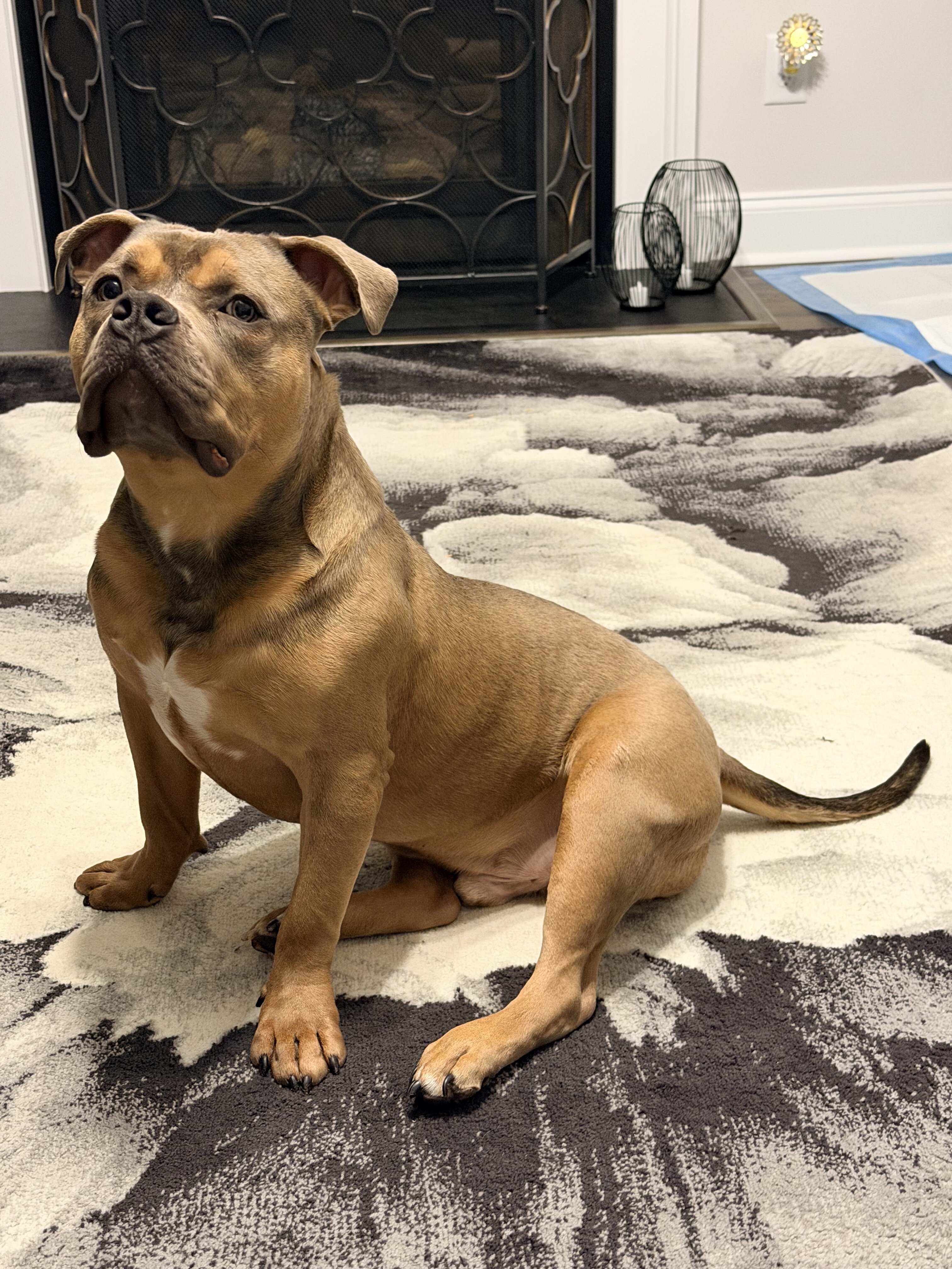Male Pocket Bully Puppy image 4