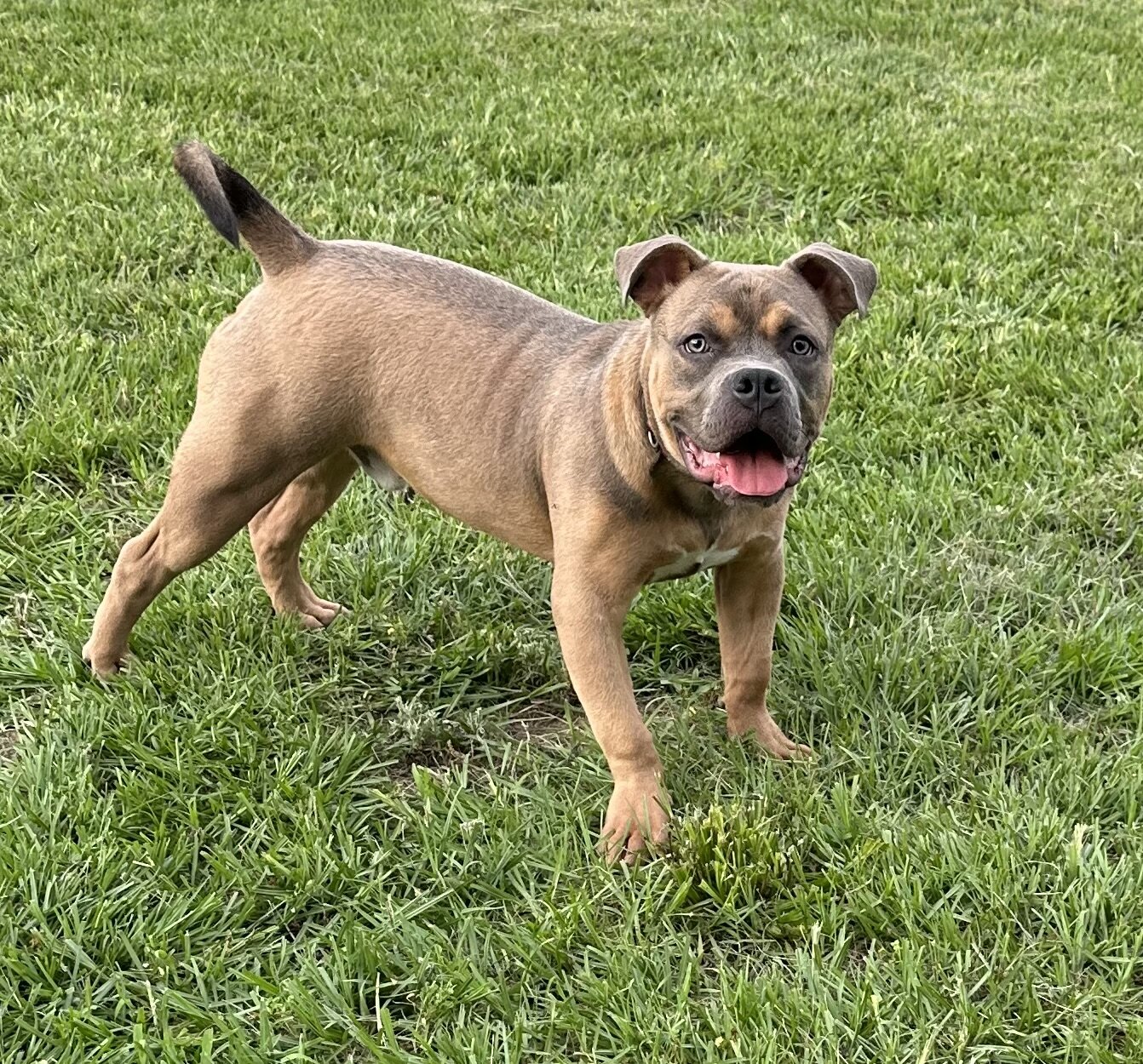 Male Pocket Bully Puppy image 7