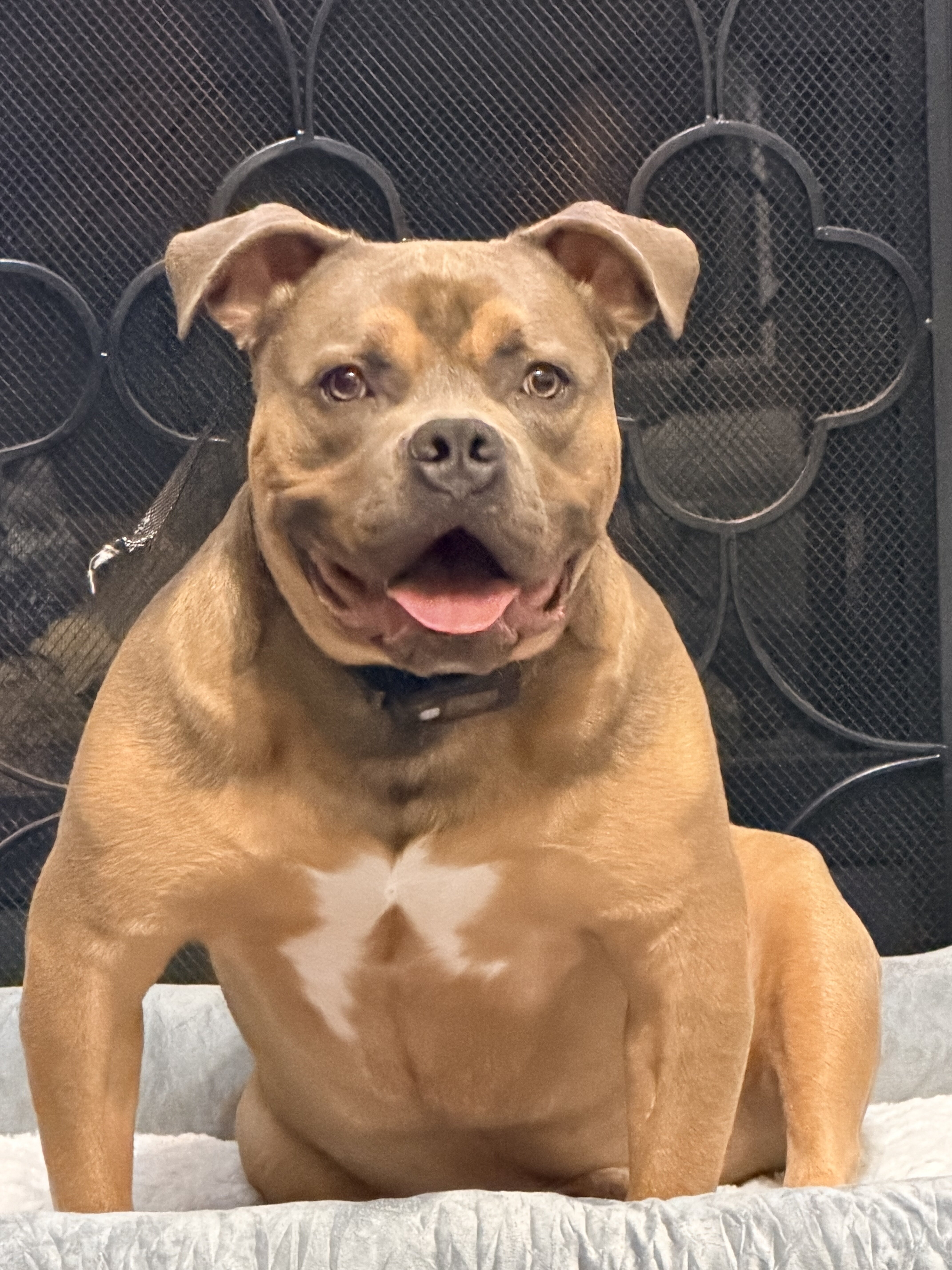 Male Pocket Bully Puppy image 2