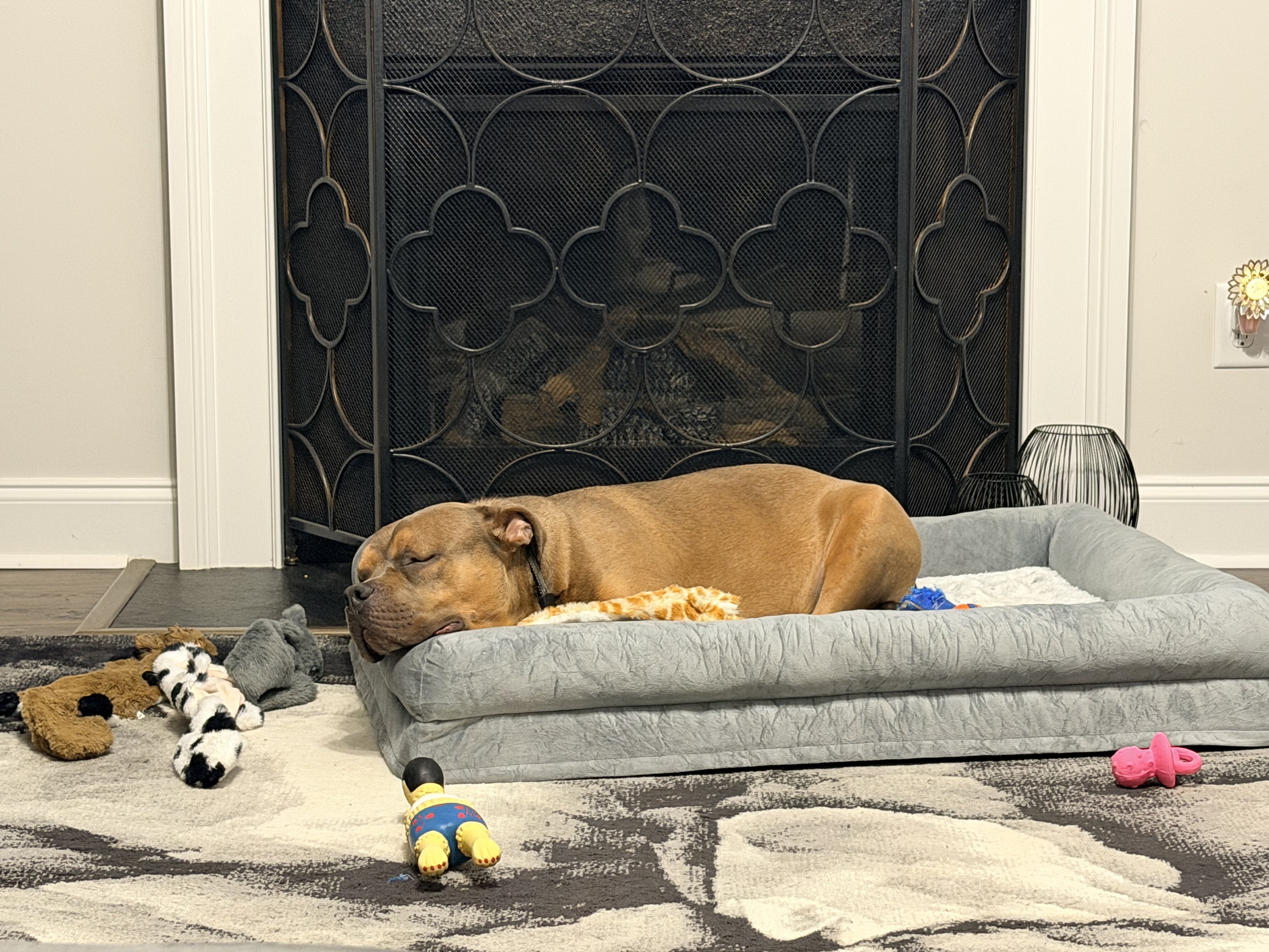 Male Pocket Bully Puppy image 3