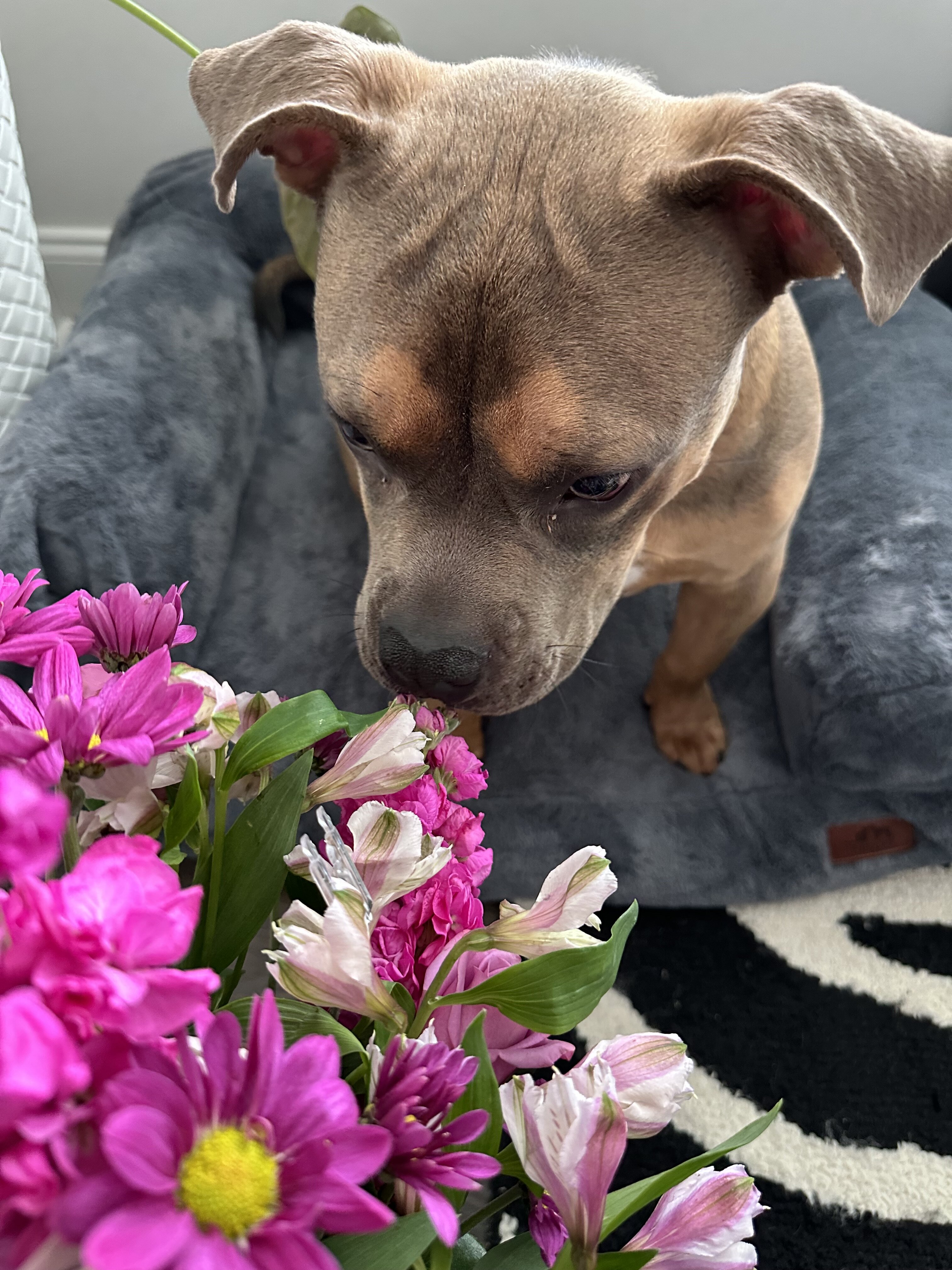 Male Pocket Bully Puppy image 6