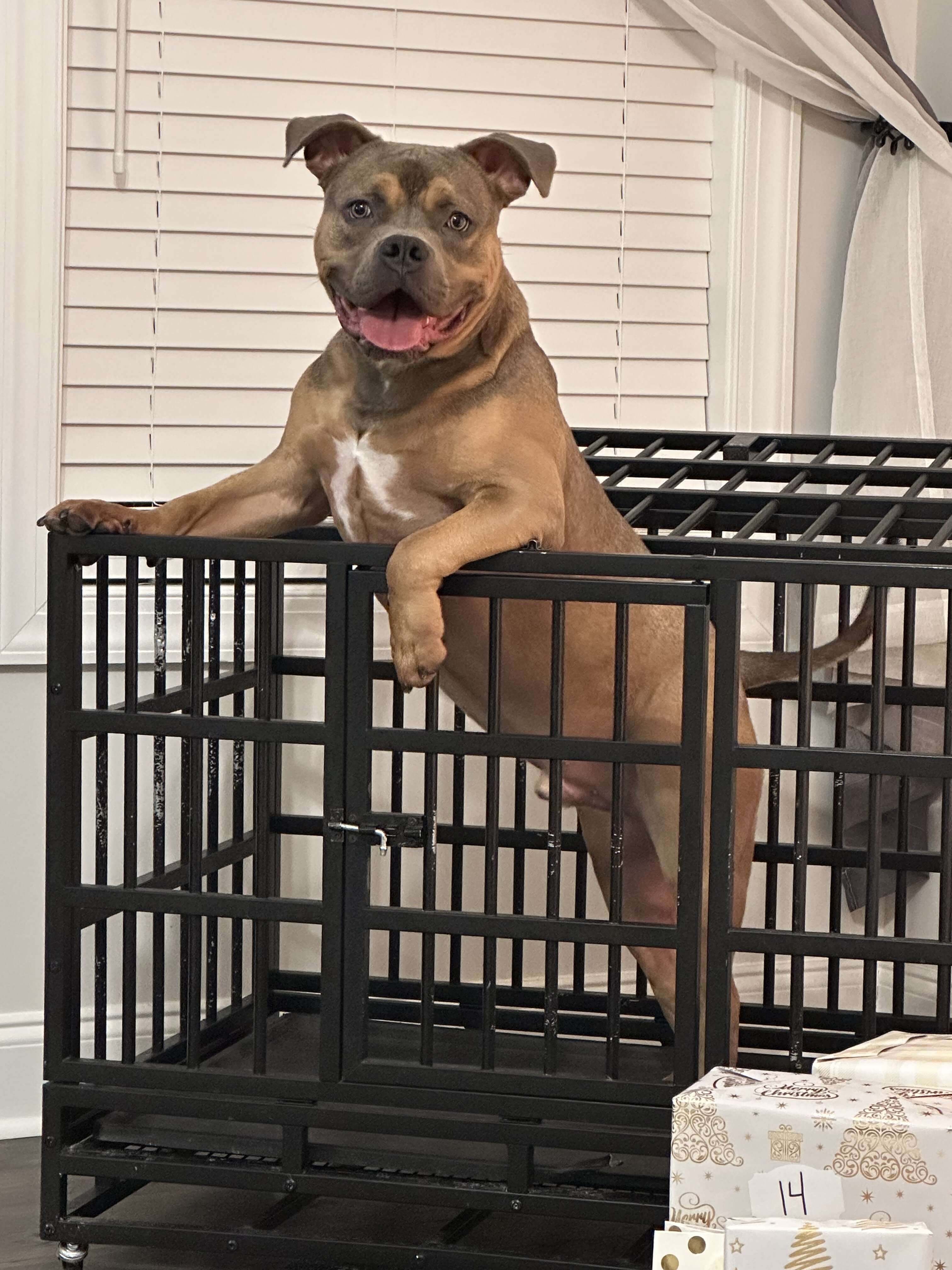 Male Pocket Bully Puppy image 5