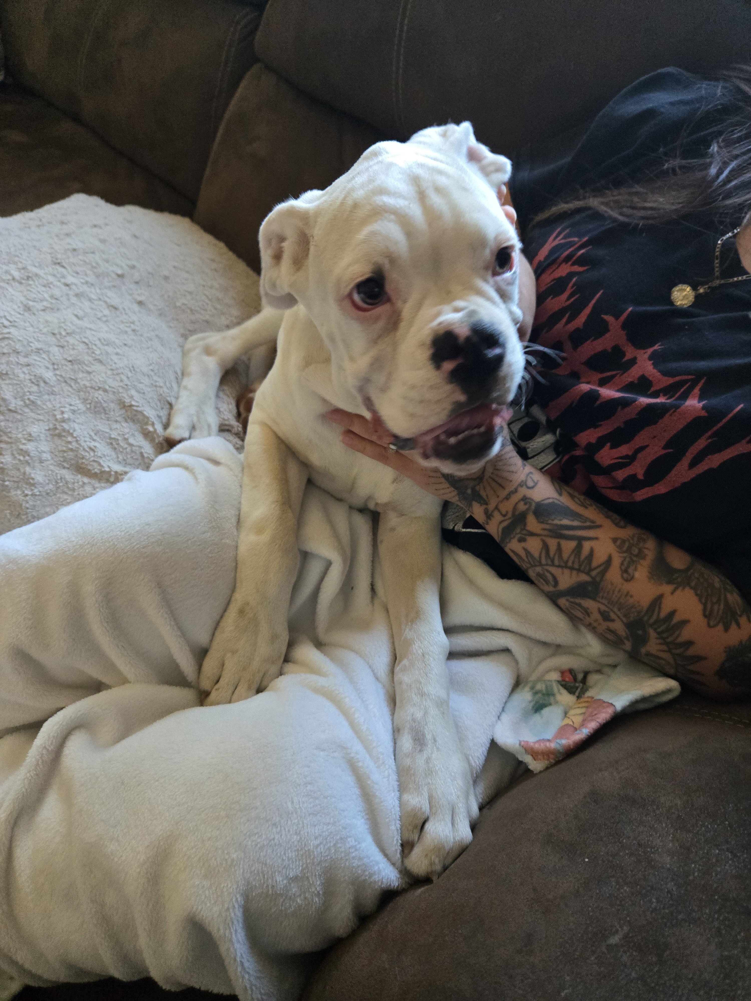 Boxer Puppies image 7