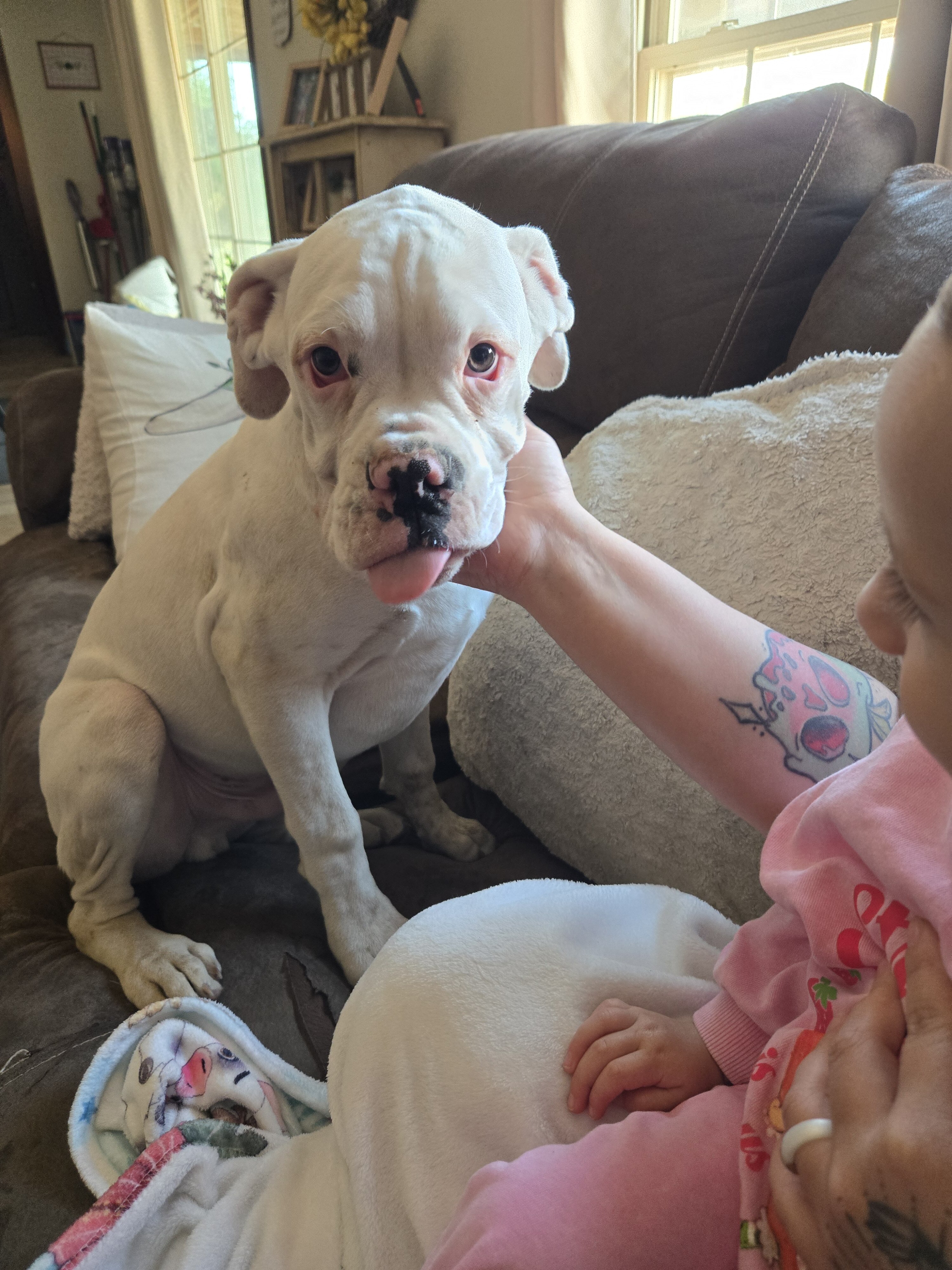 Boxer Puppies image 4