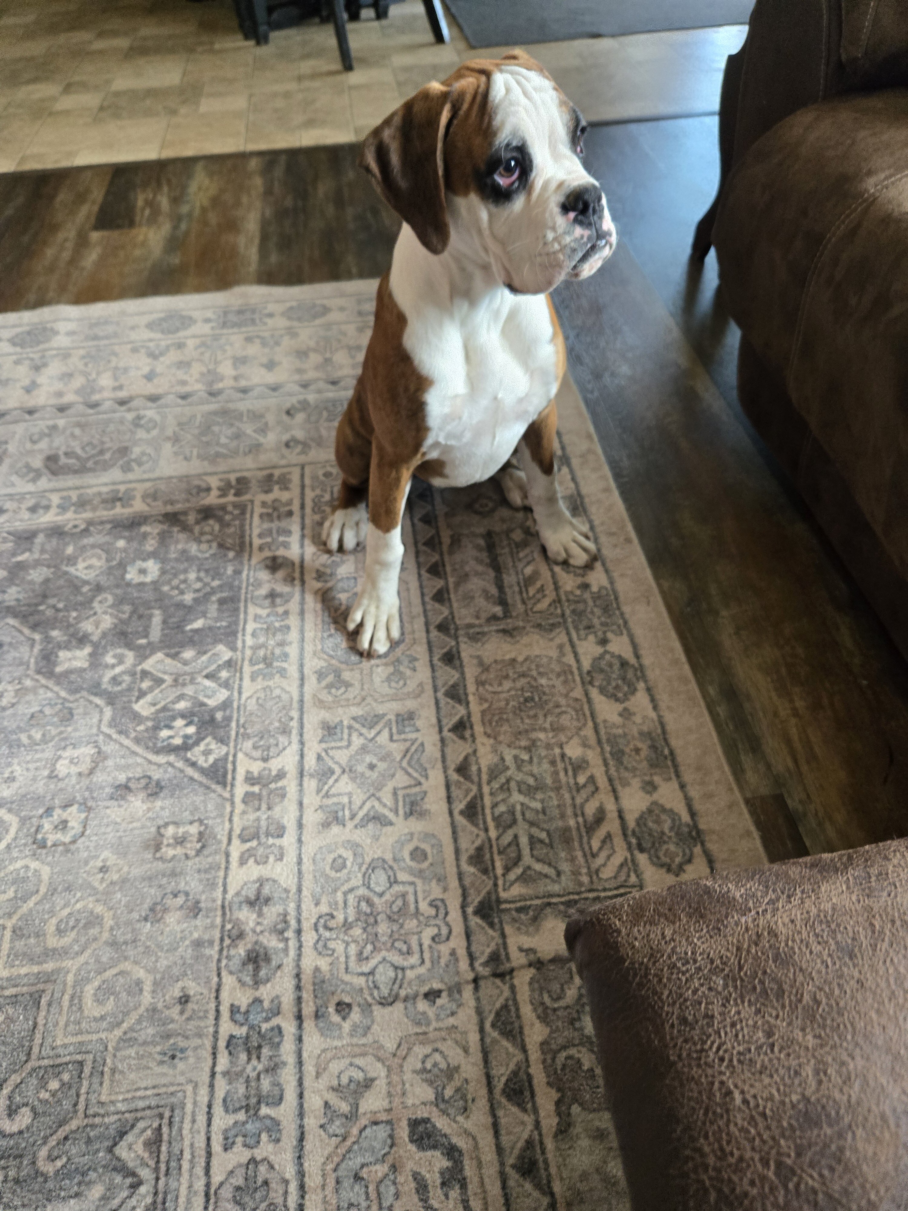Boxer Puppies image 1