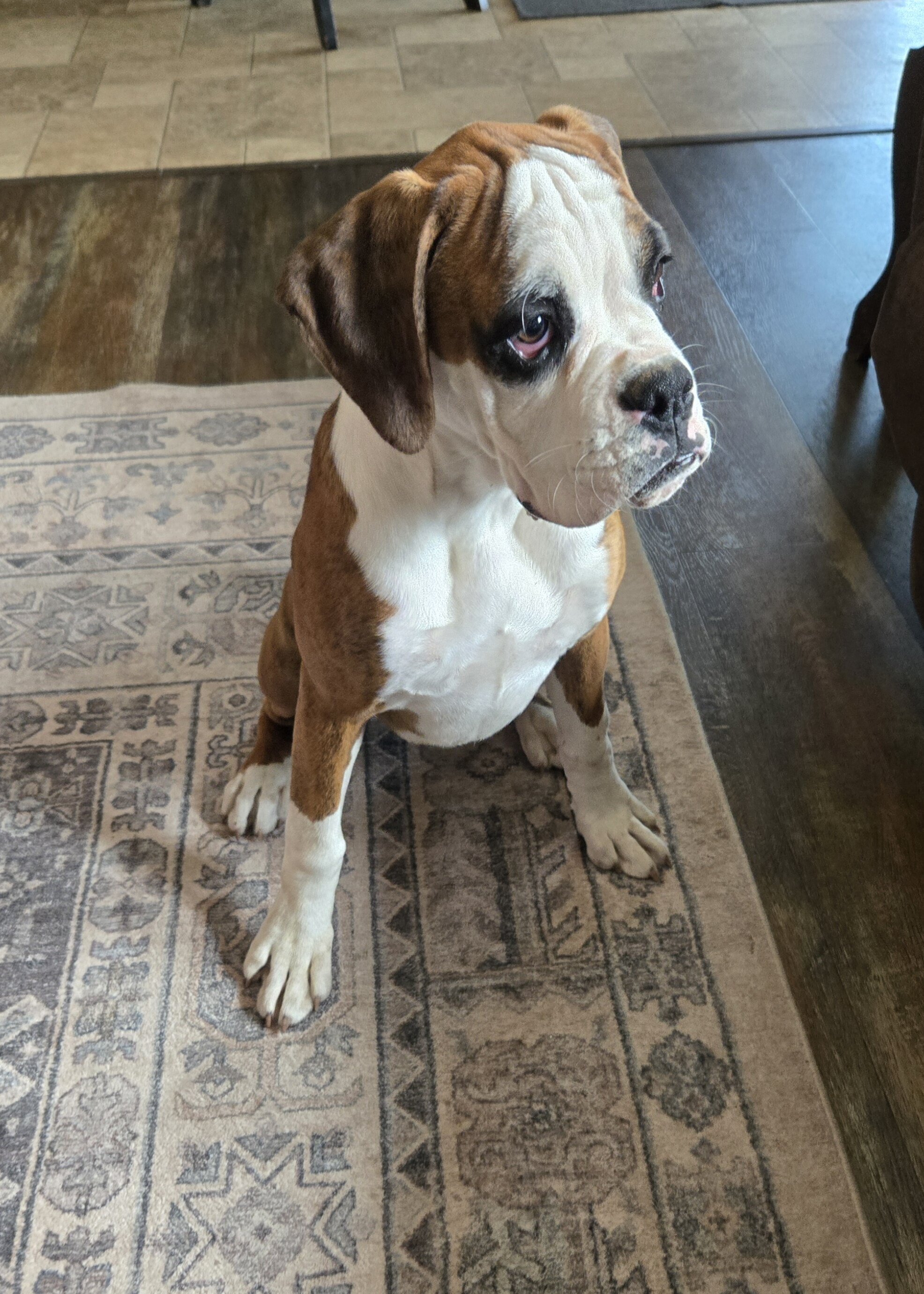 Boxer Puppies image 2
