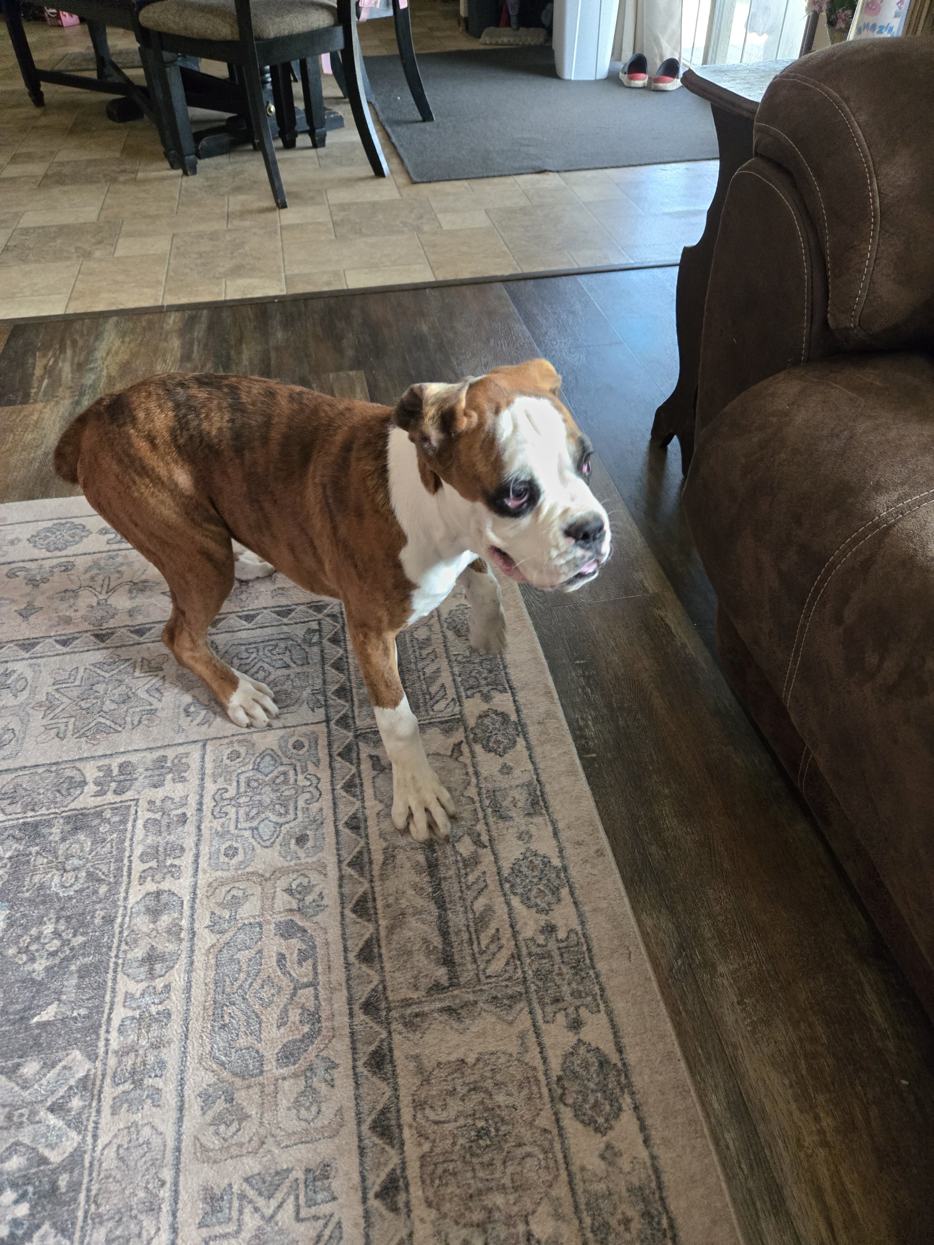 Boxer Puppies image 6