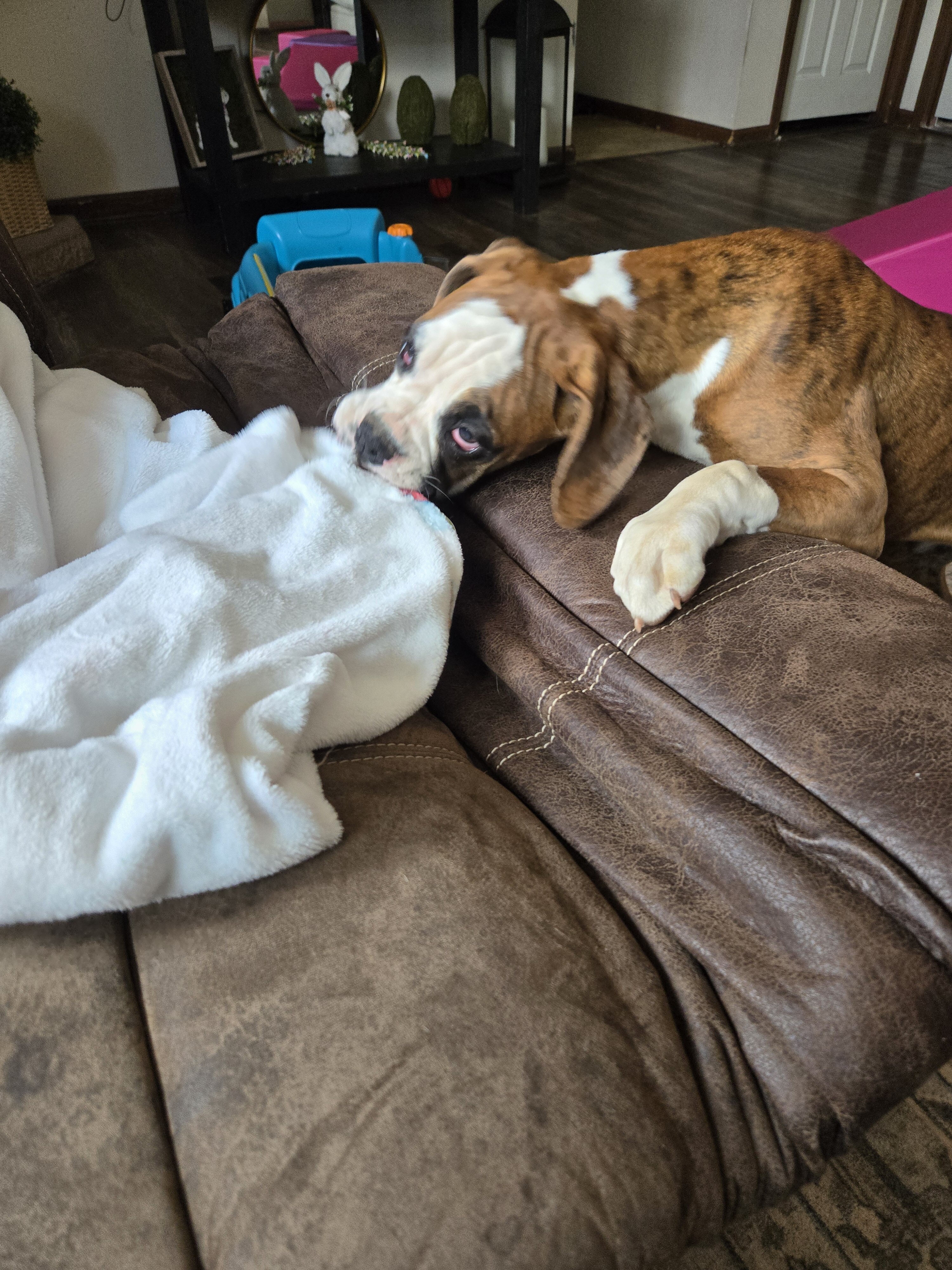 Boxer Puppies image 5