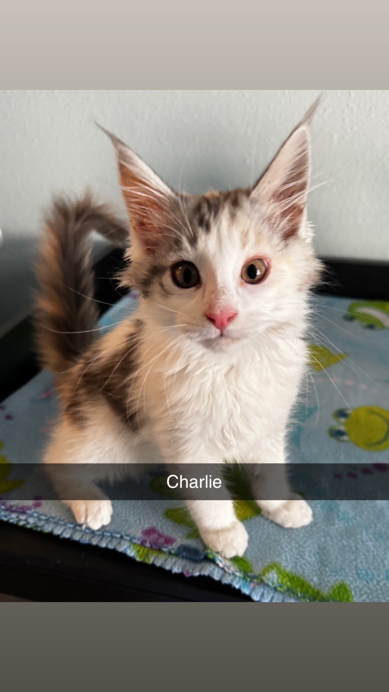 Maine Coon Kittens image 3