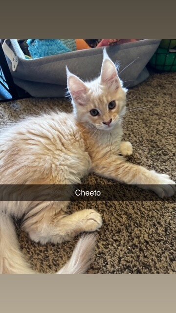 Maine Coon Kittens image 4