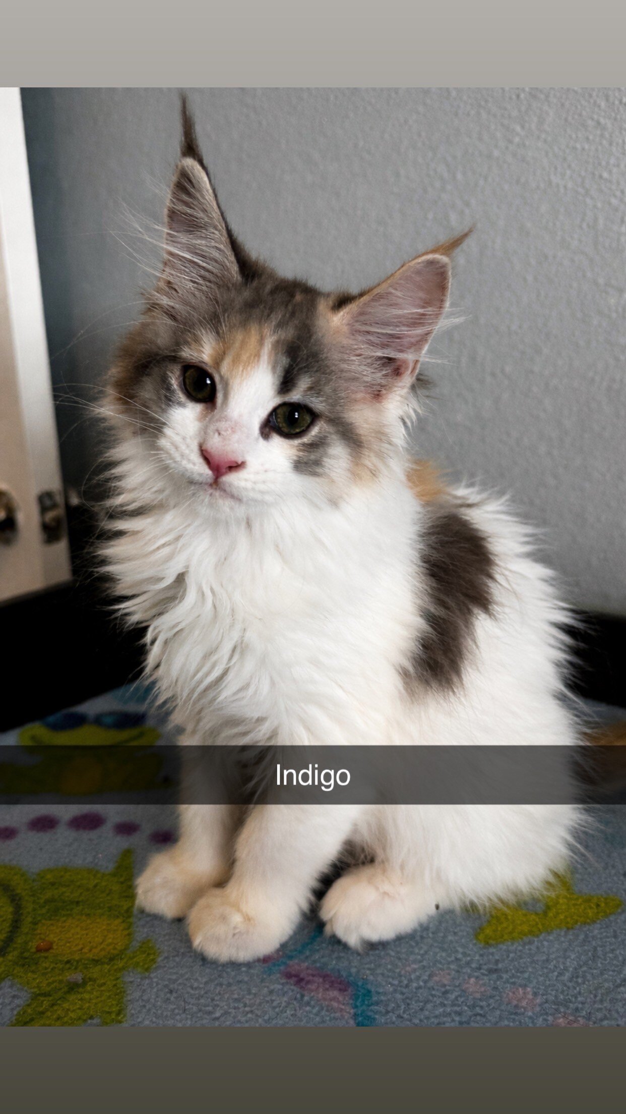Maine Coon Kittens image 5