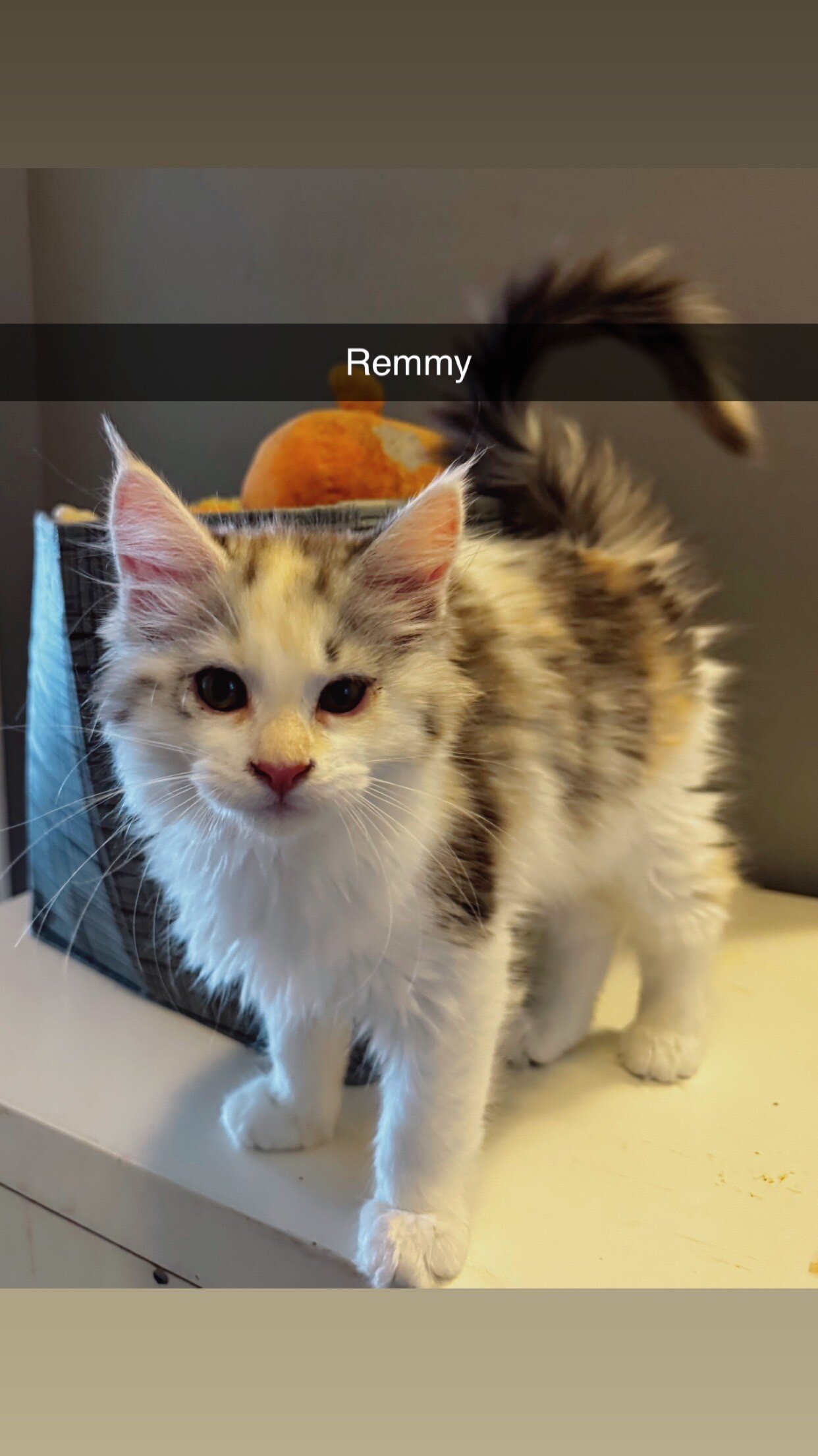 Maine Coon Kittens image 2