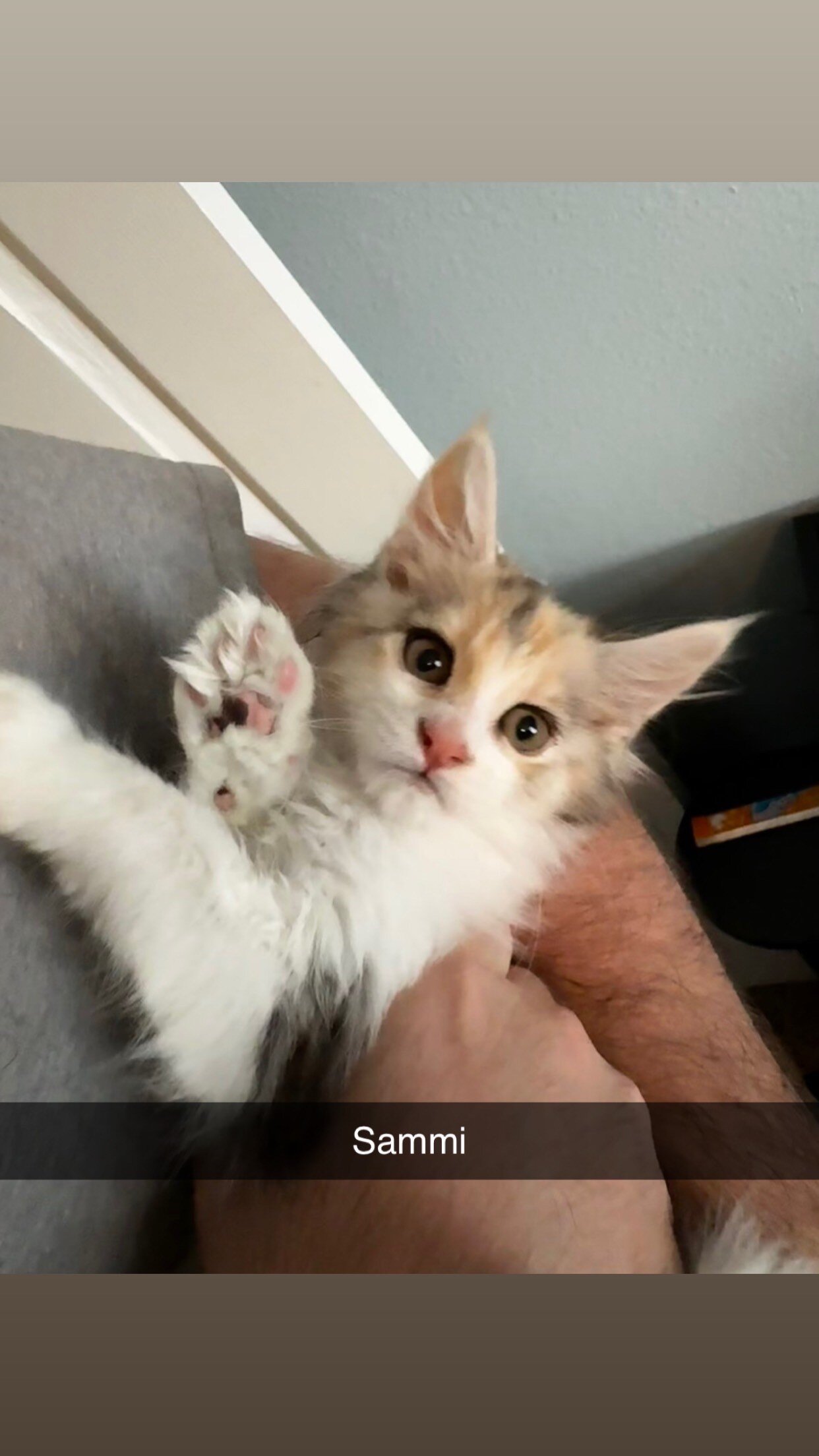 Maine Coon Kittens image 1