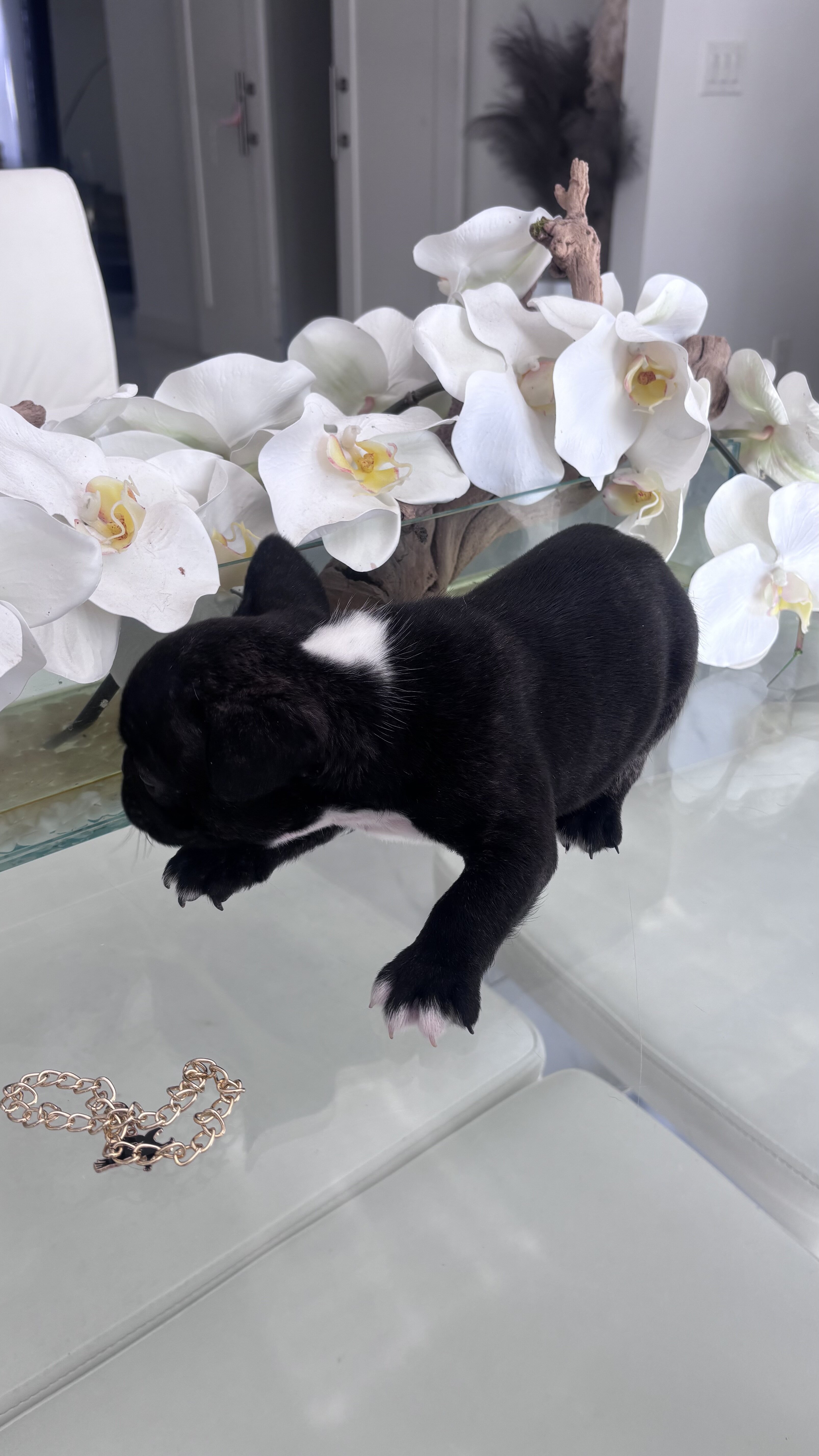 French bulldog image 4