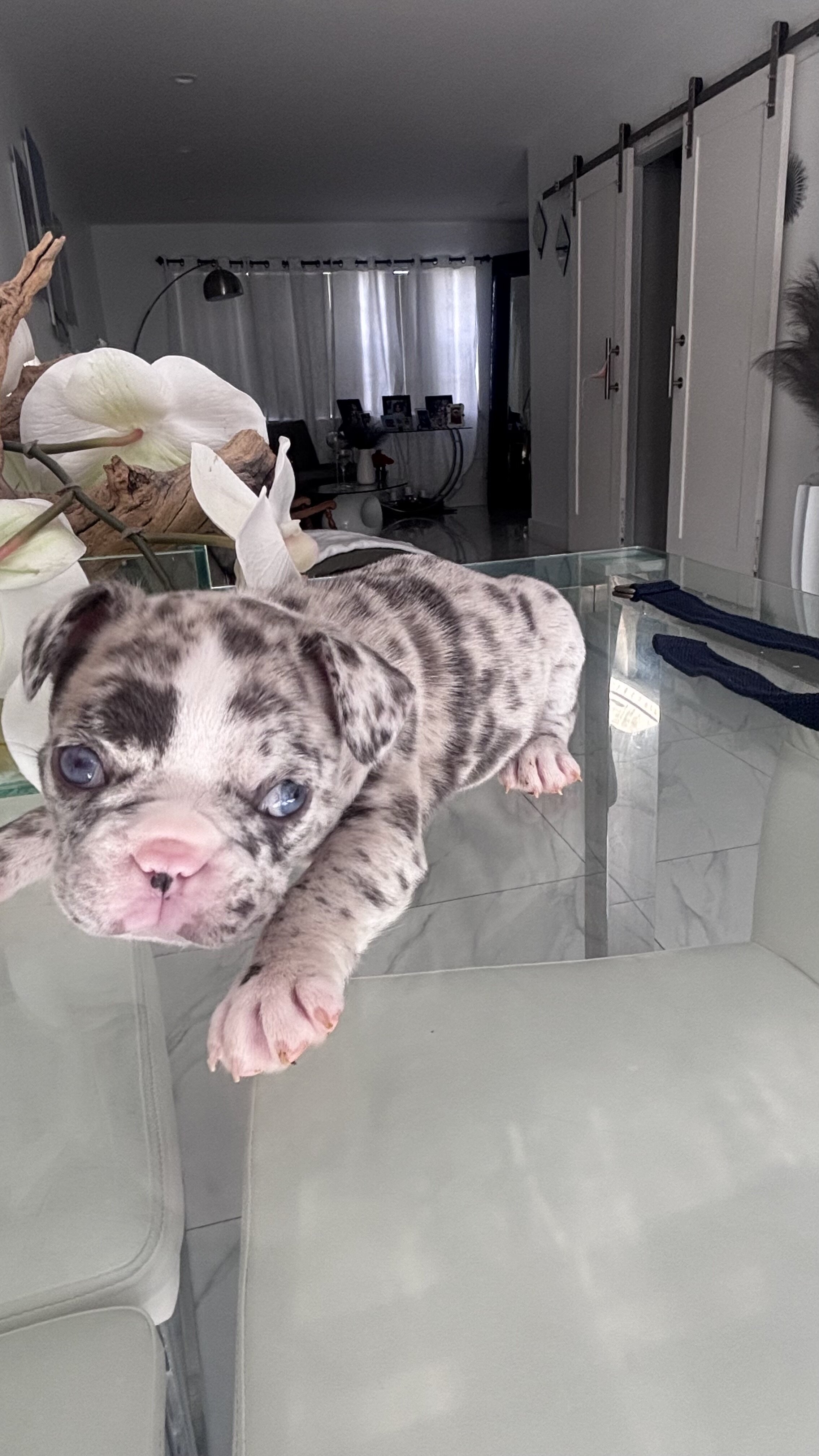 French bulldog image 3
