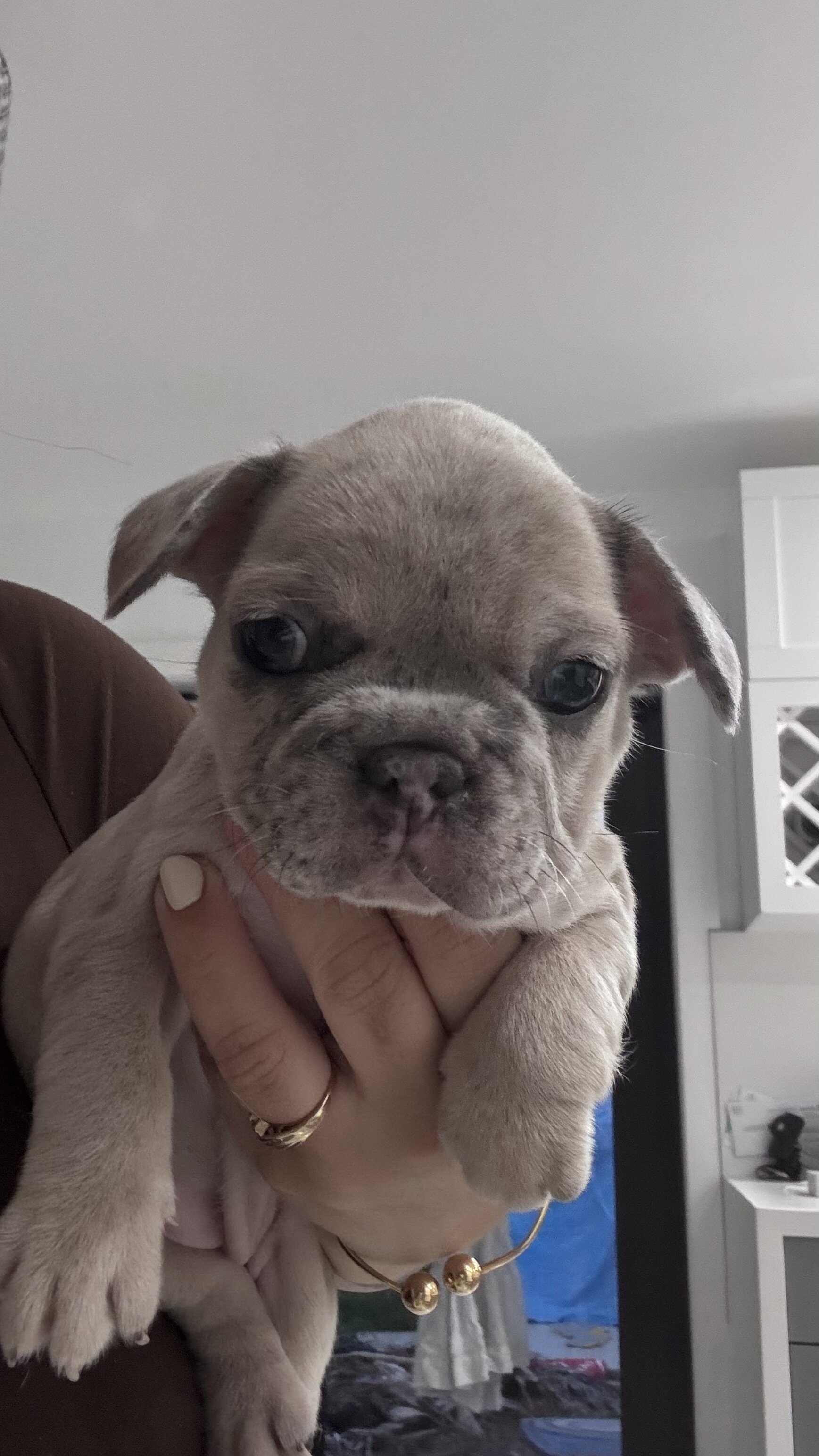 French bulldog image 2