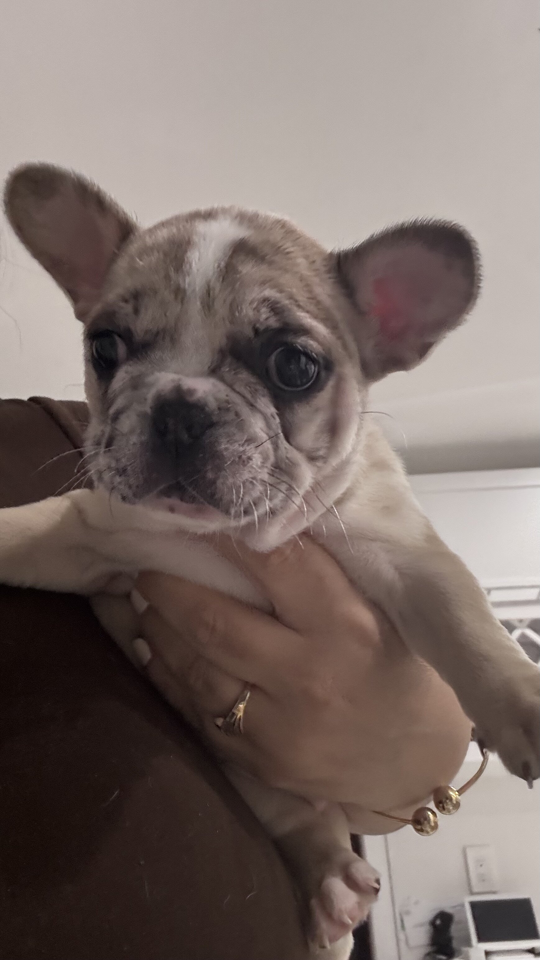 French bulldog image 1