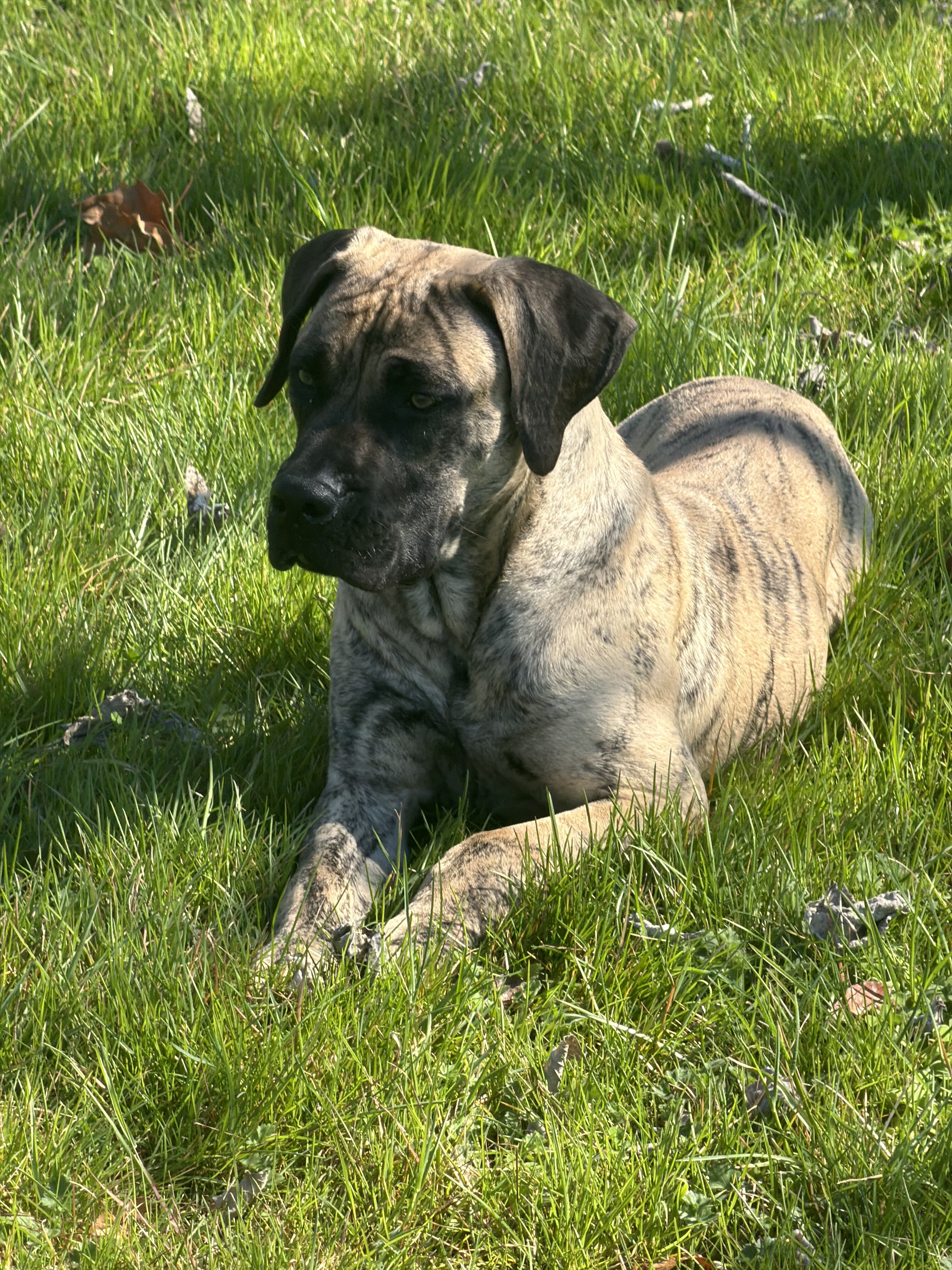 Presa Canario Lovers❣️🐕 image 1