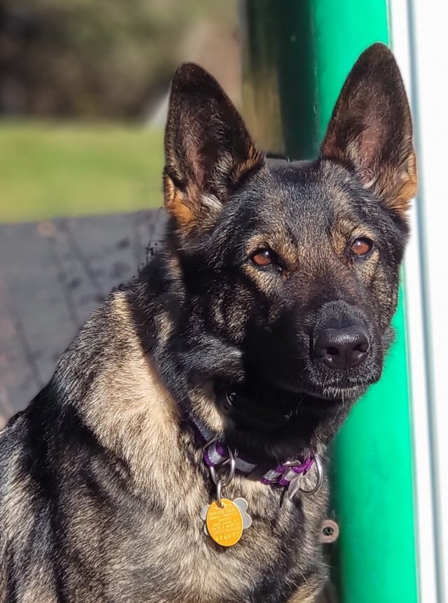 German Shepherd puppies AKC registered German Shep image 2
