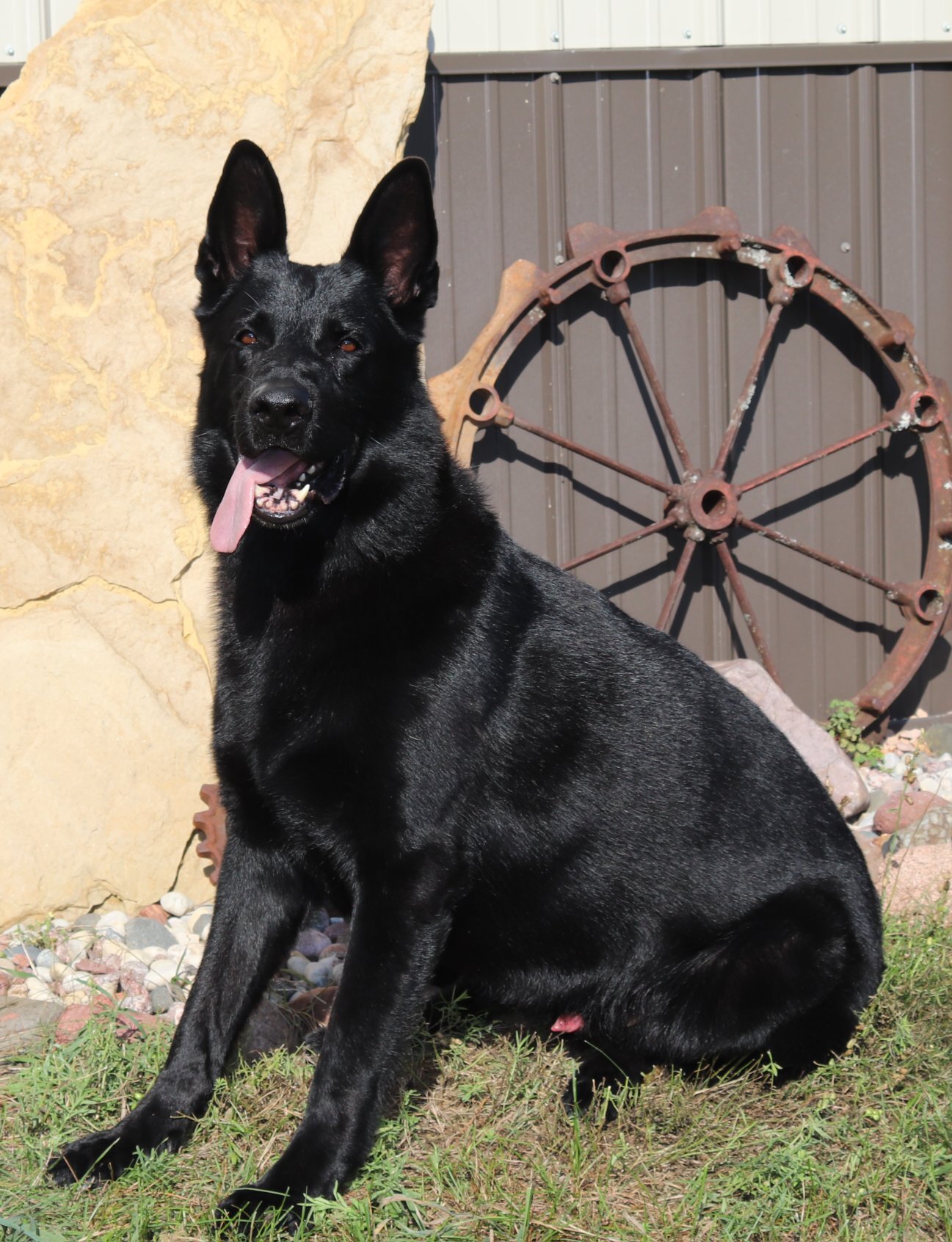 German Shepherd puppies AKC registered German Shep image 1