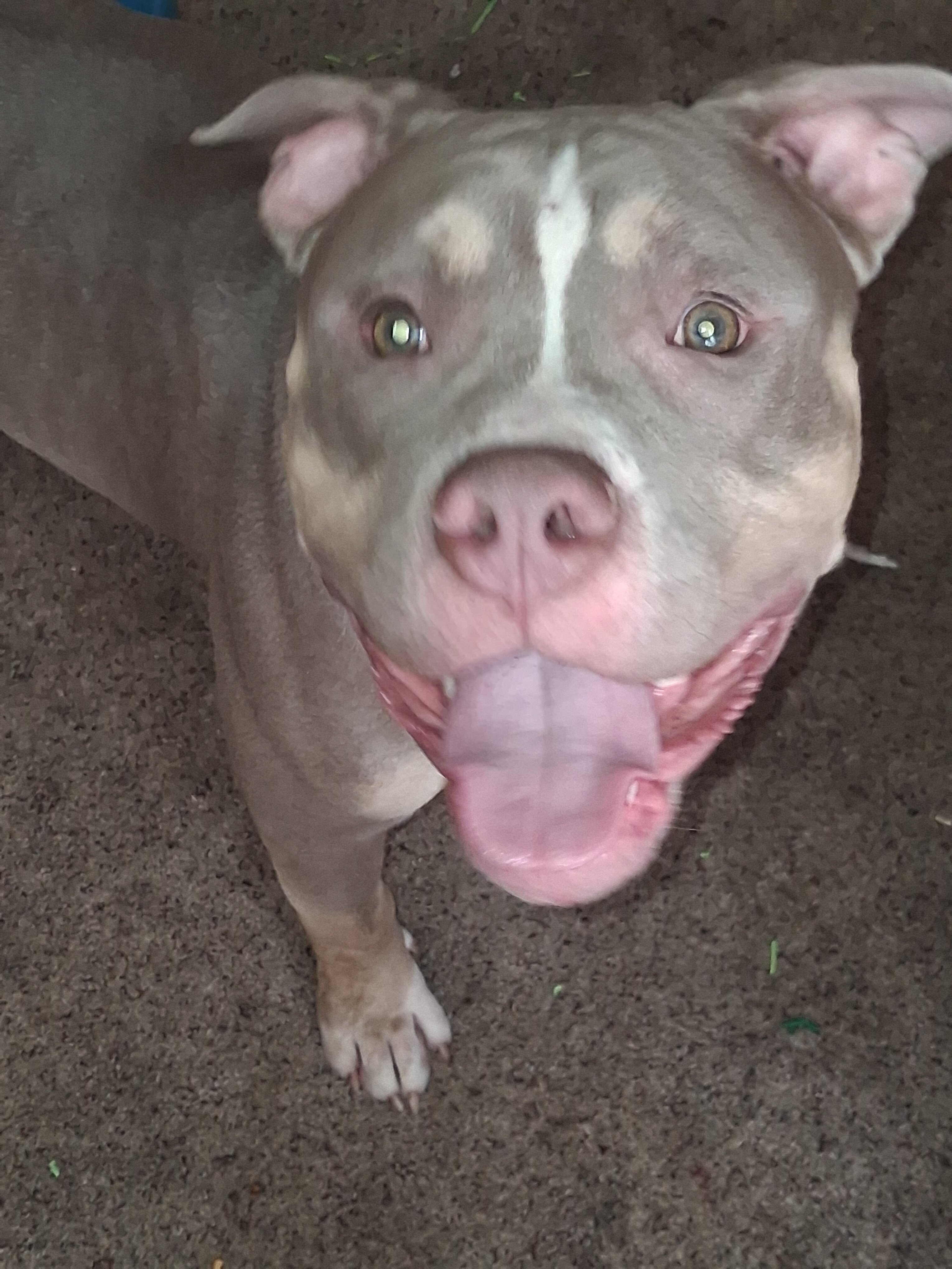 Xl bully image 1