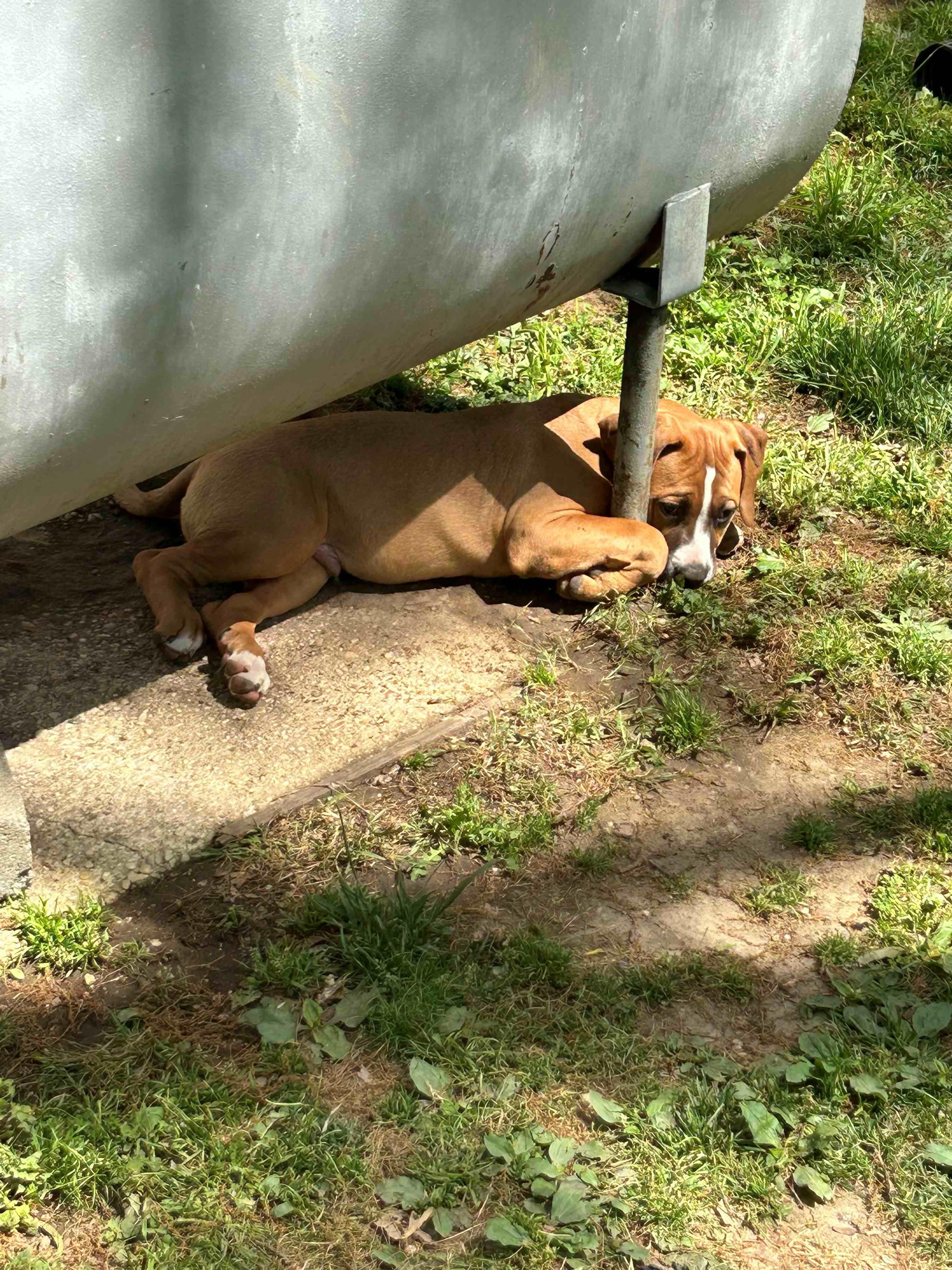 We have Boerboel × Presa Canario puppies 5 months image 1