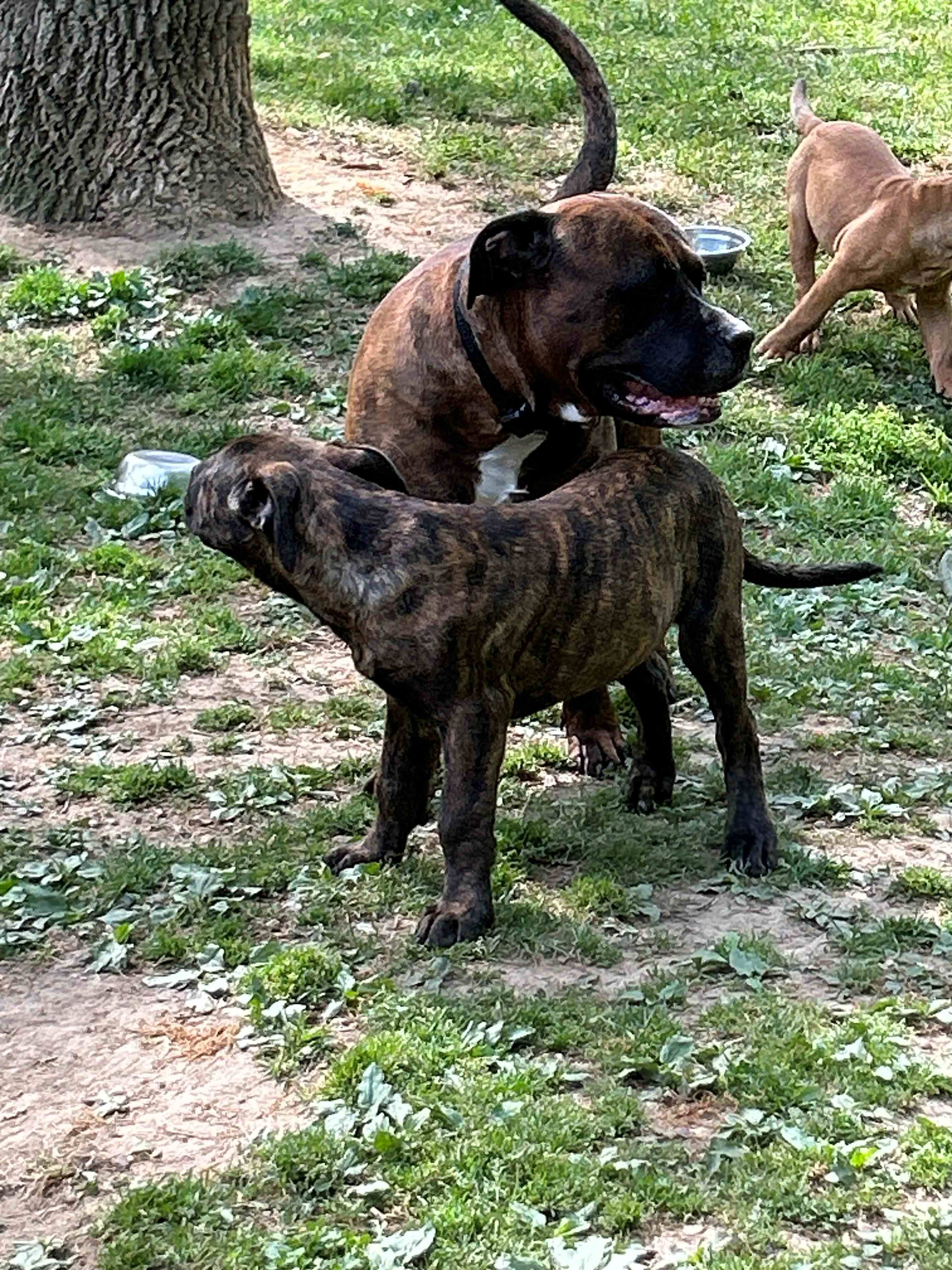 We have Boerboel × Presa Canario puppies 5 months image 3