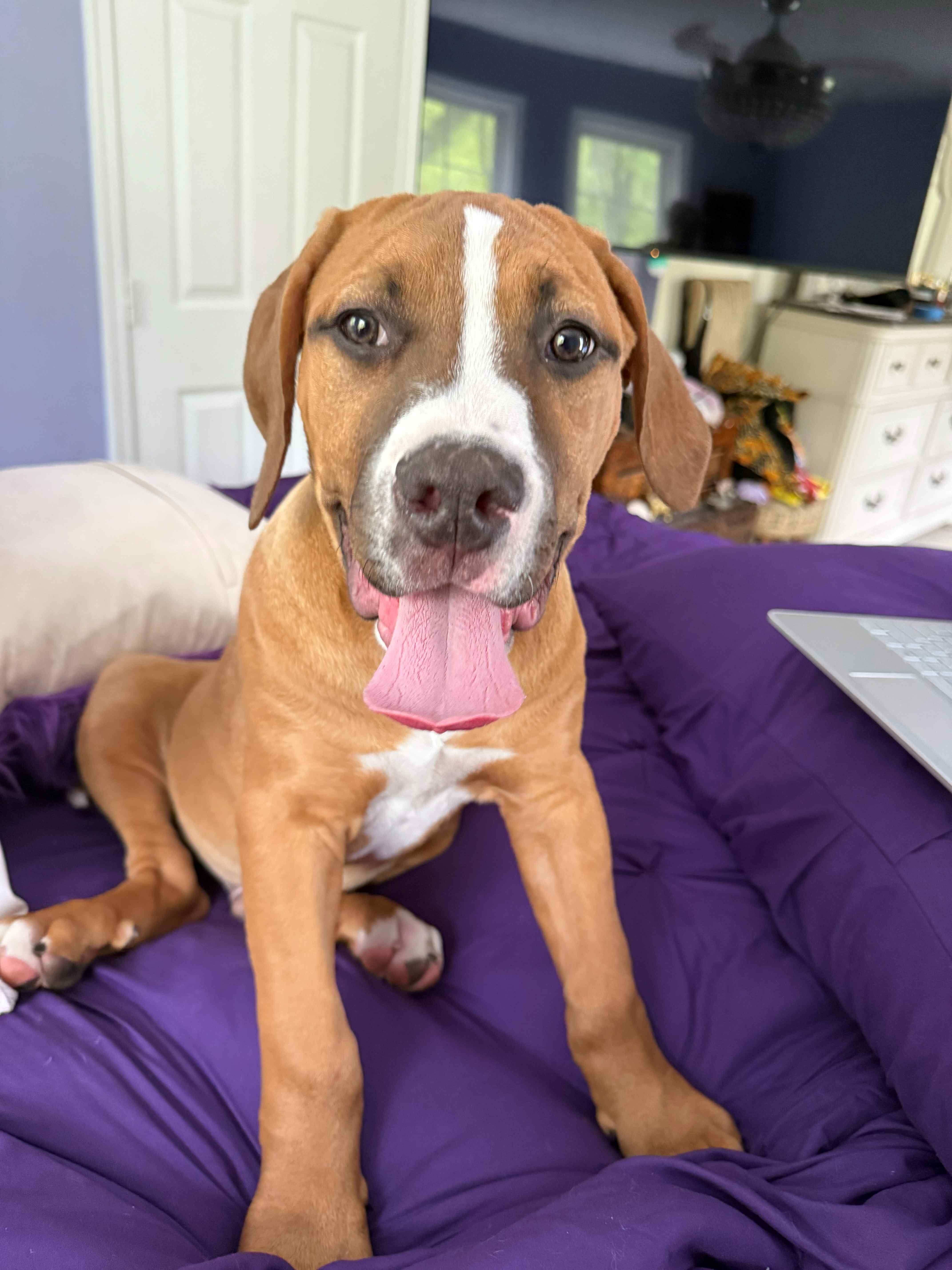 We have Boerboel × Presa Canario puppies 5 months image 2