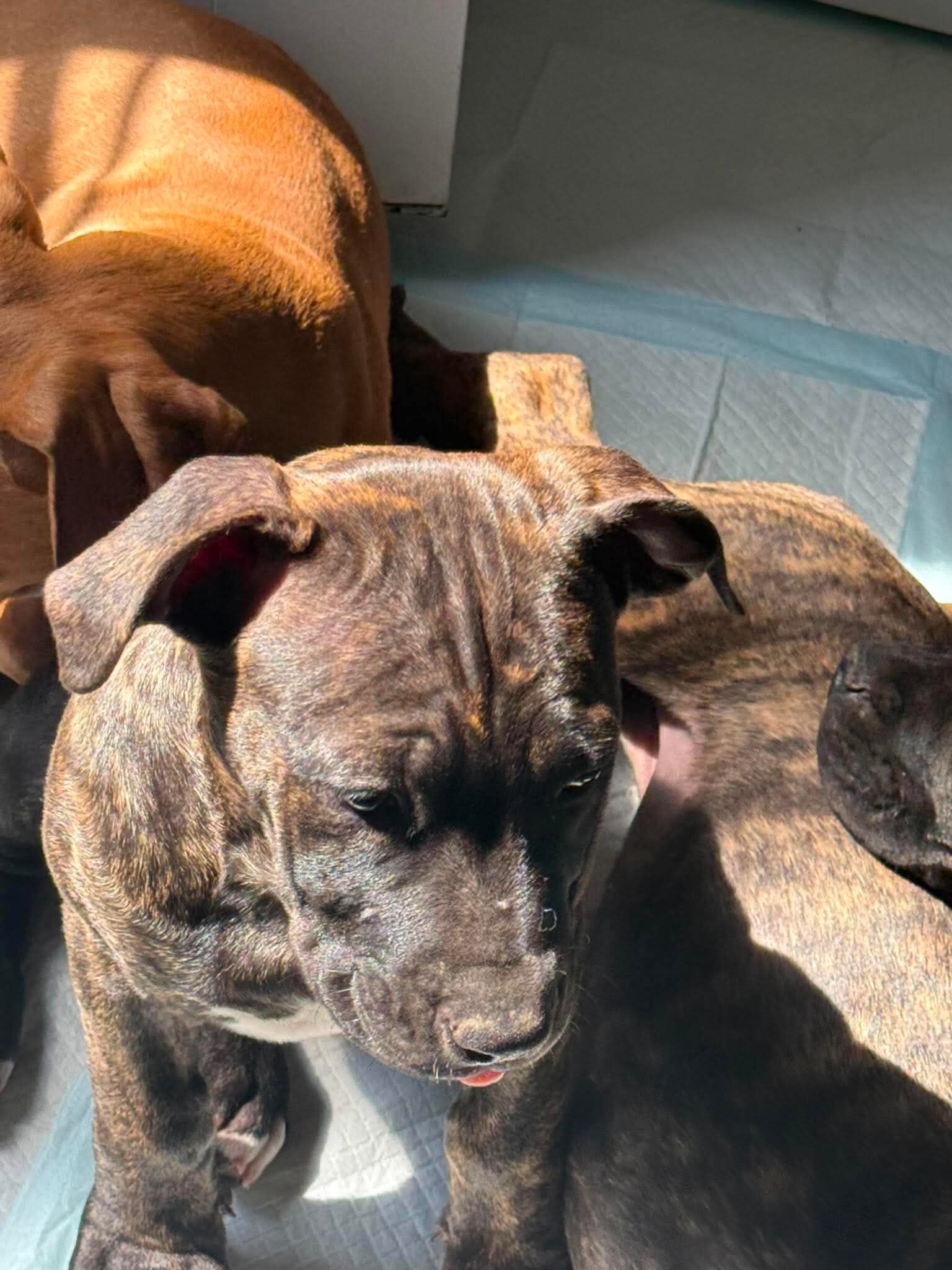 We have Boerboel × Presa Canario puppies 5 months image 6