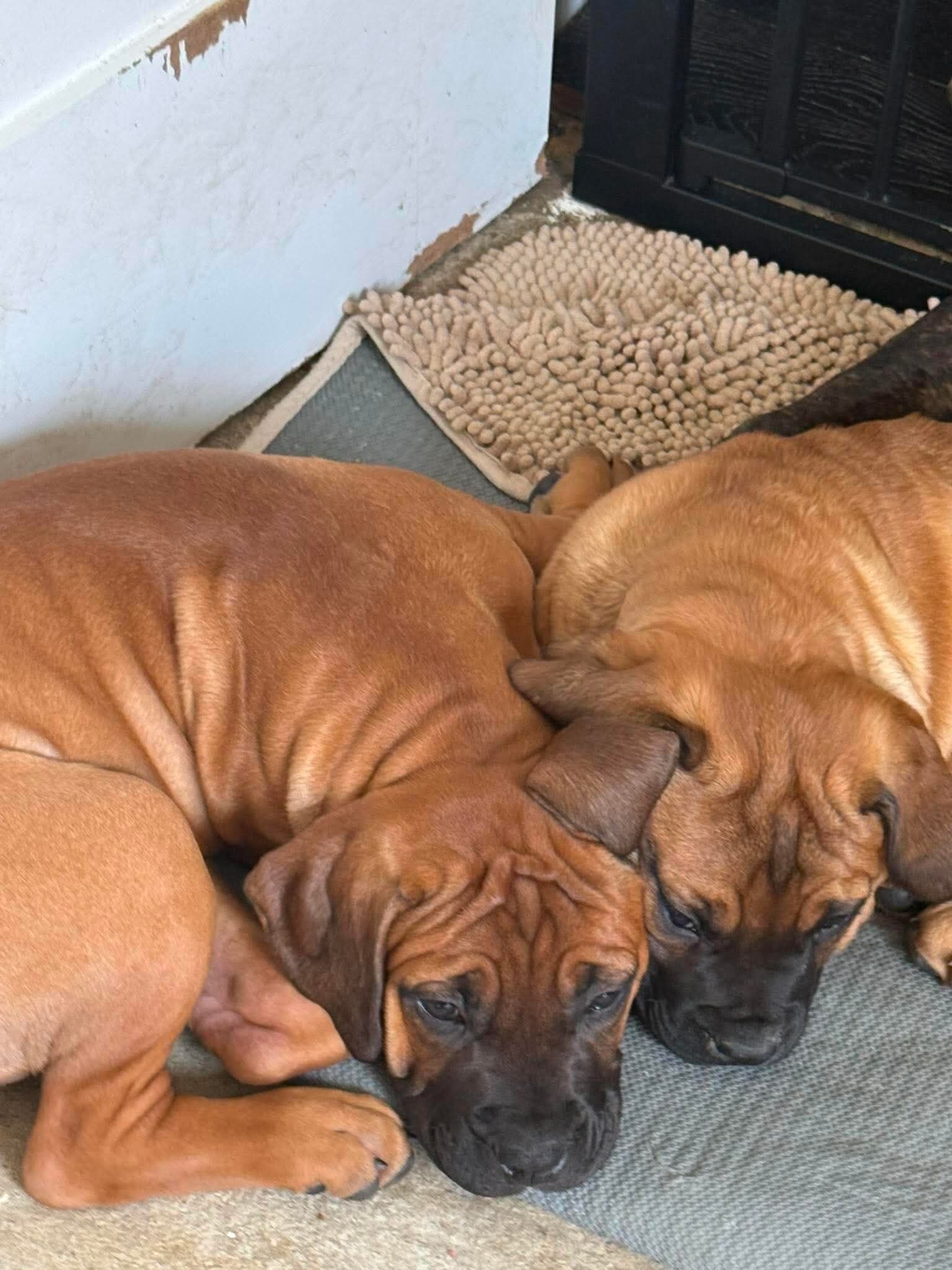 We have Boerboel × Presa Canario puppies 5 months image 7