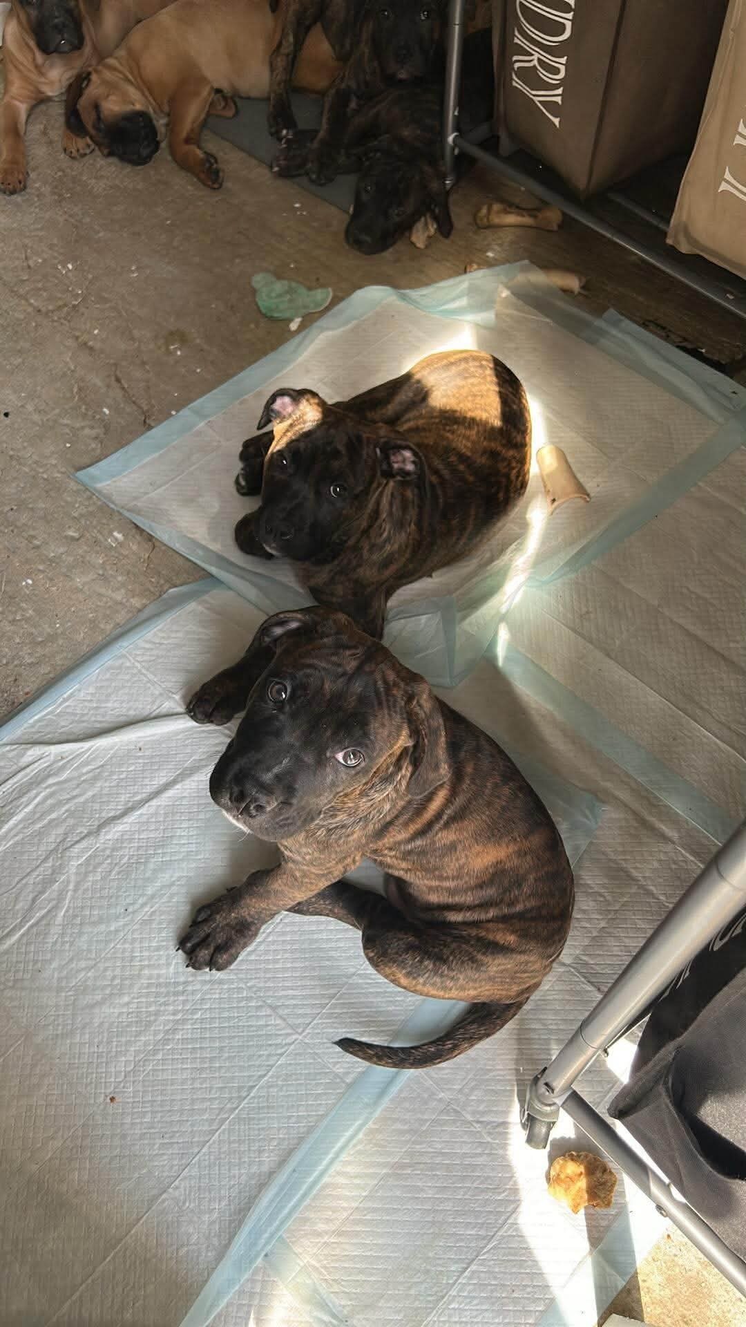 We have Boerboel × Presa Canario puppies 5 months image 8