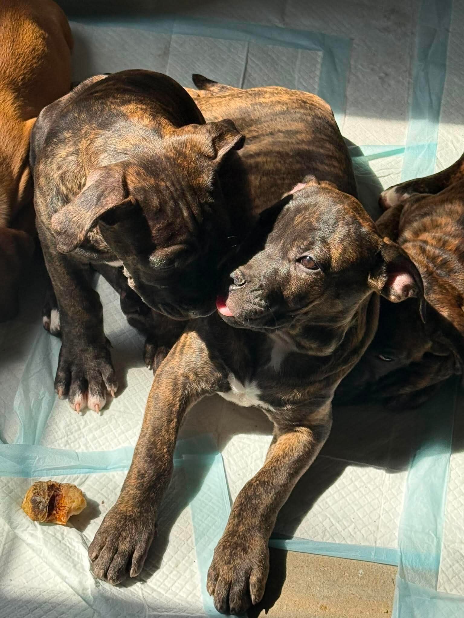 We have Boerboel × Presa Canario puppies 5 months image 4