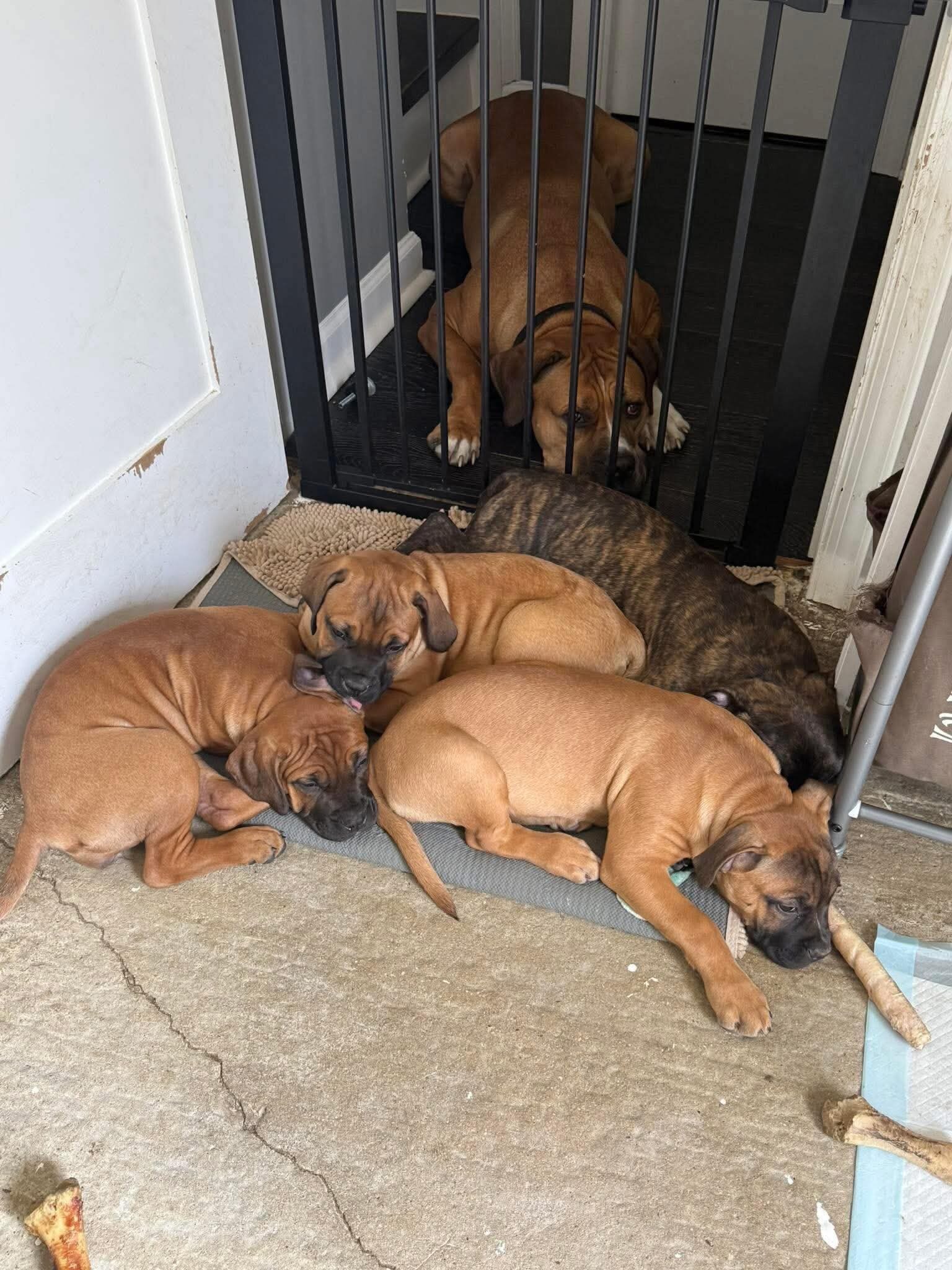 We have Boerboel × Presa Canario puppies 5 months image 5