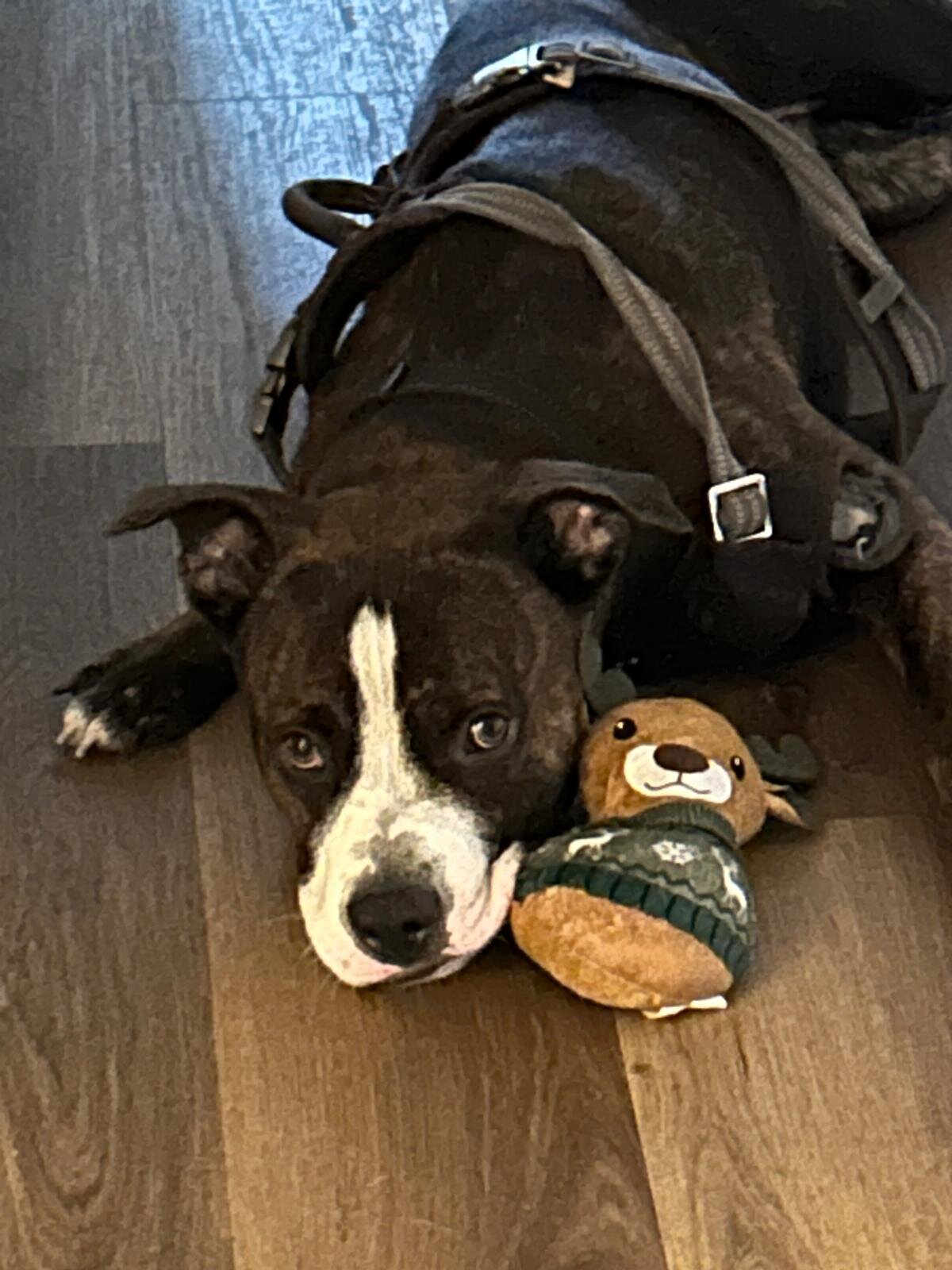Dog image 3