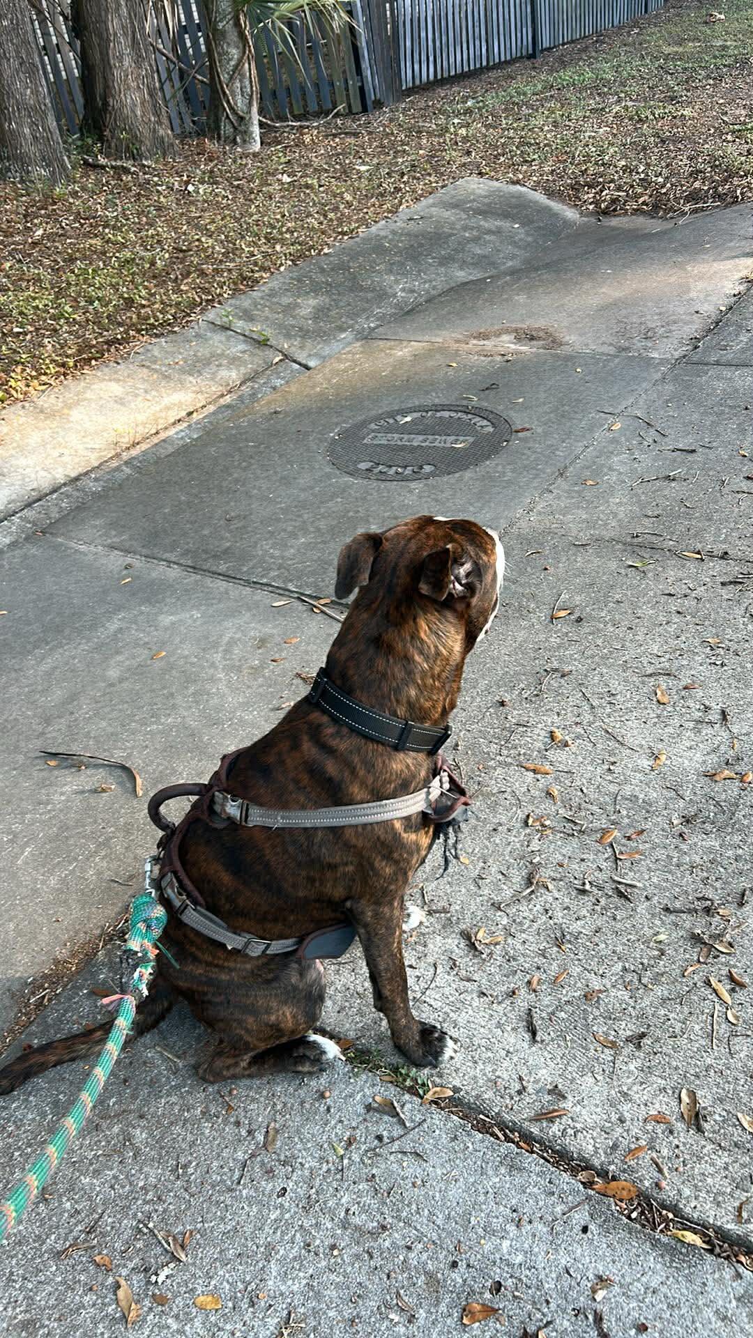 Dog image 2