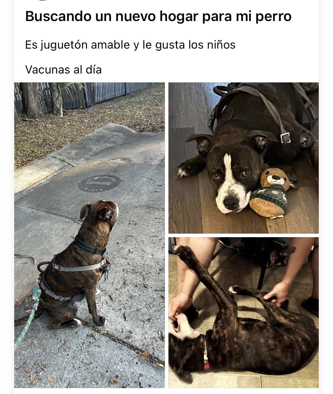 Dog image 1
