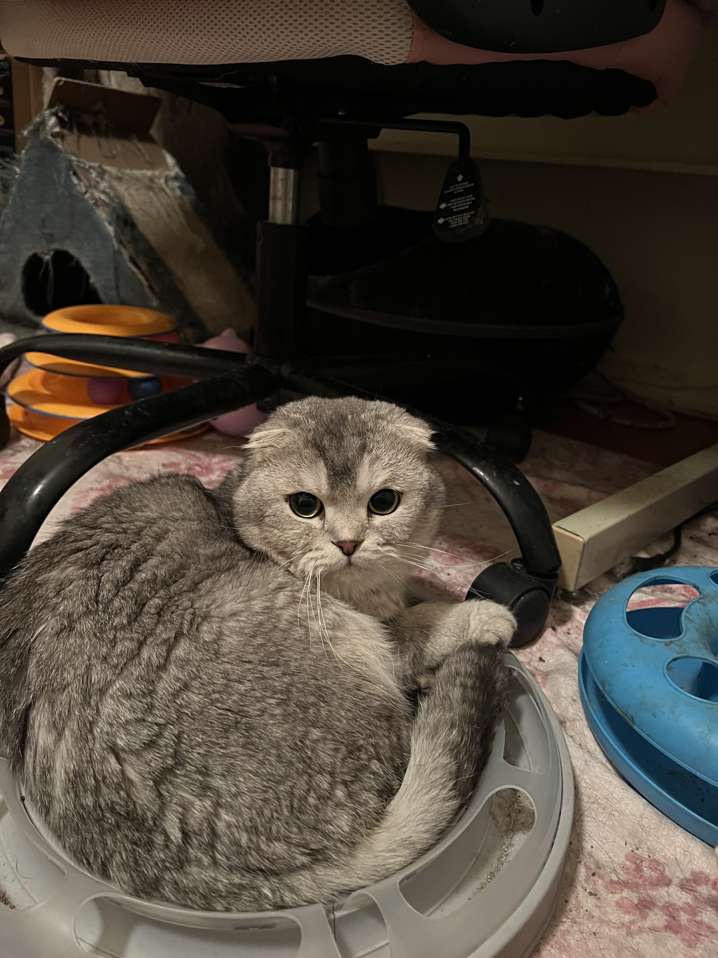 Scottish fold and straight kittens mix image 4
