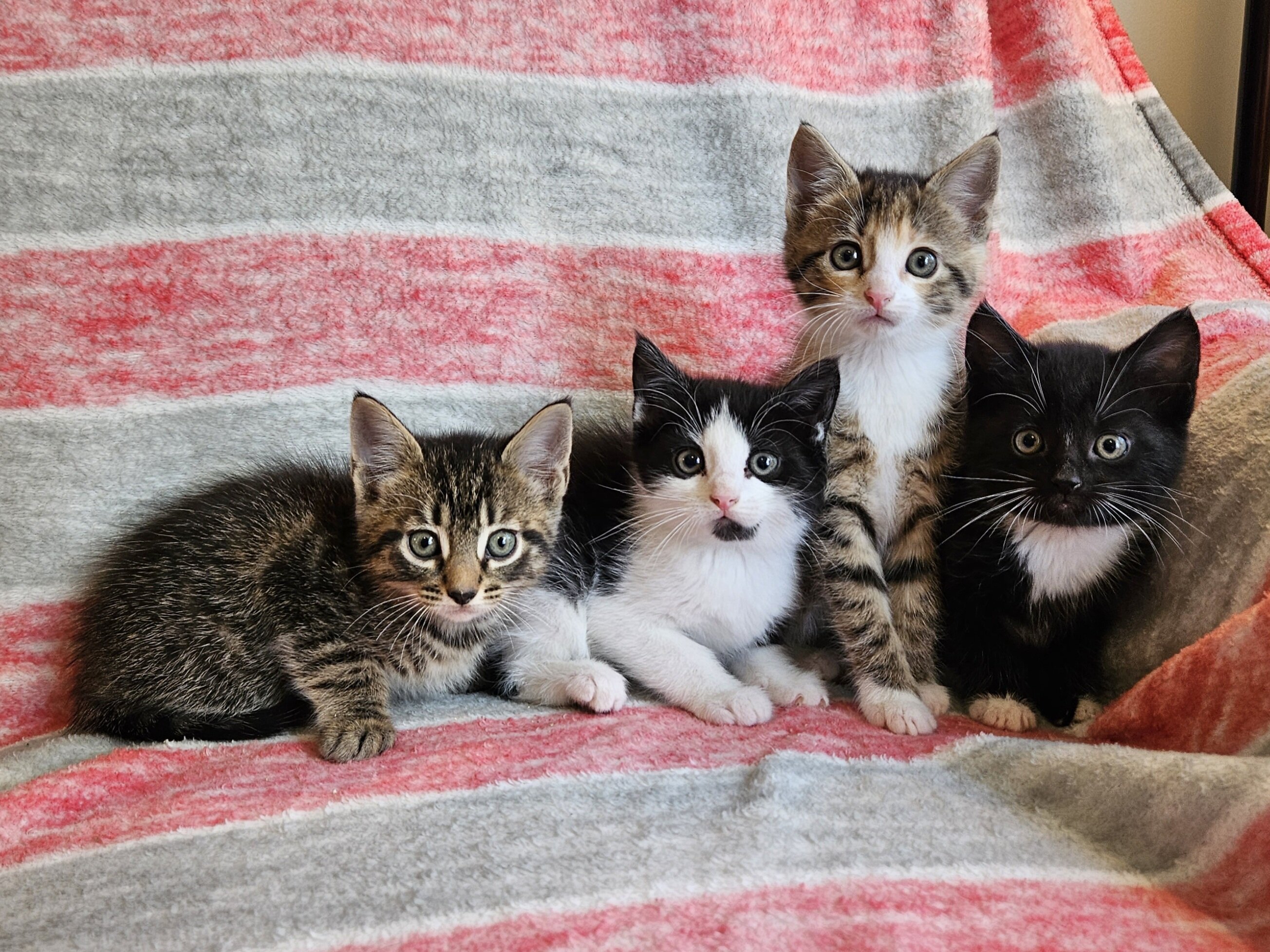 Friendly kittens image 1