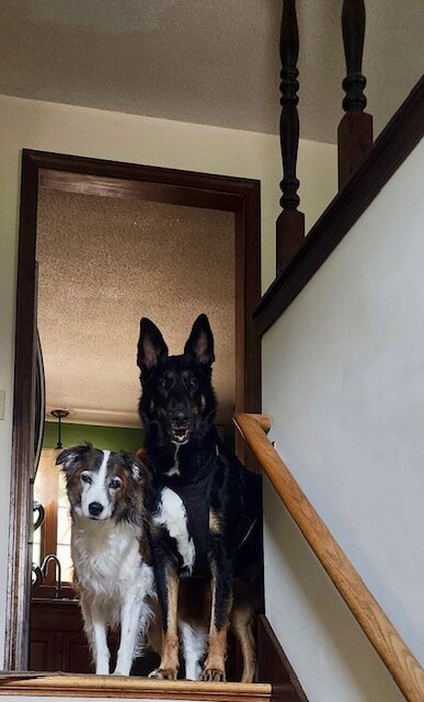 Drizzit, German Shepherd Collie Mix image 5