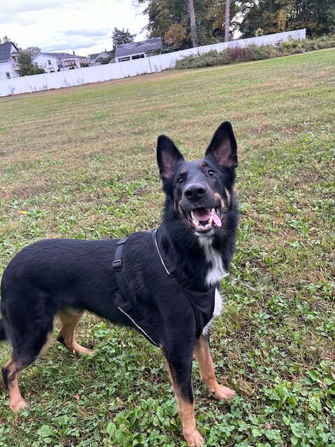 Drizzit, German Shepherd Collie Mix image 1