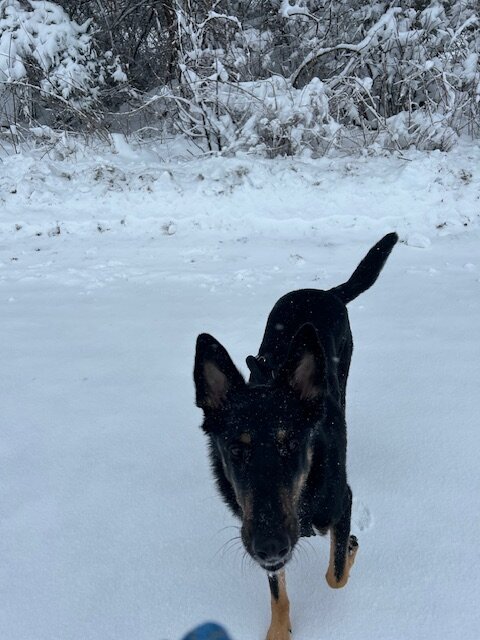 Drizzit, German Shepherd Collie Mix image 3