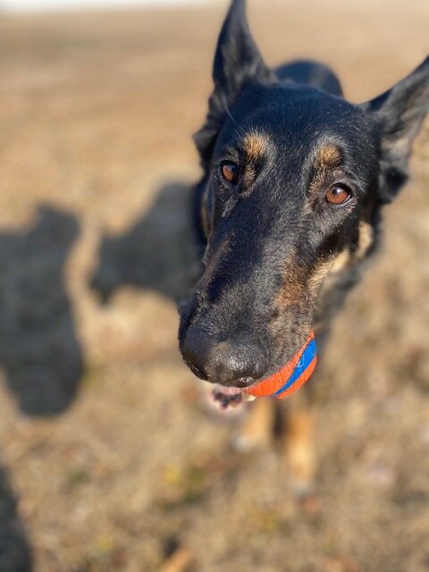 Drizzit, German Shepherd Collie Mix image 4