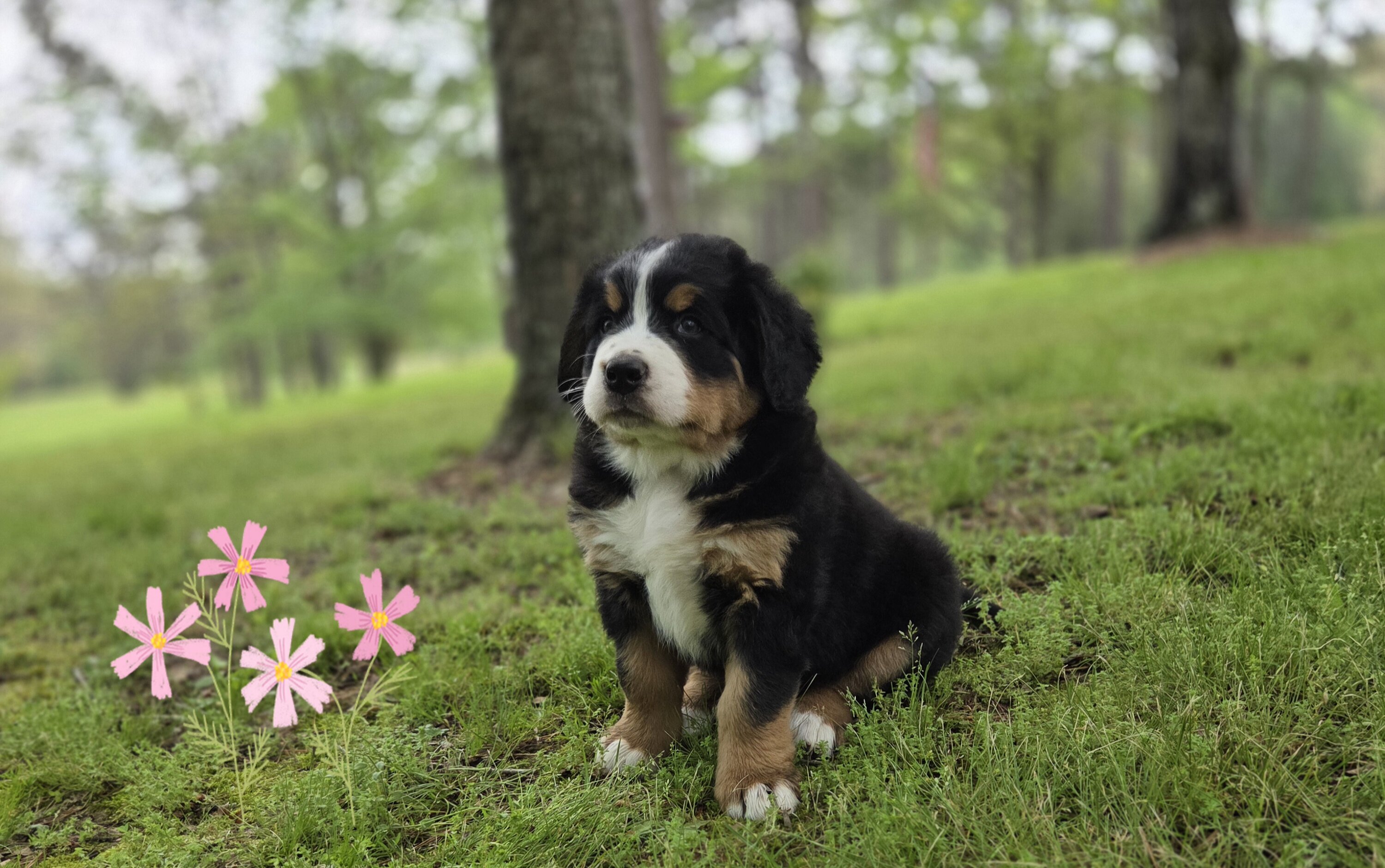 AMELIA'S BERNESE MOUNTAIN DOG PUPPIES image 3