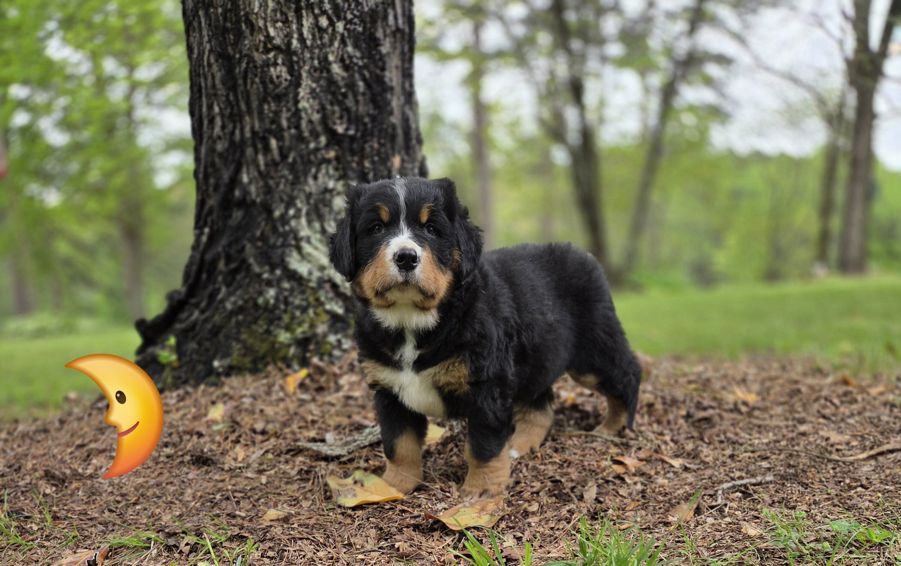AMELIA'S BERNESE MOUNTAIN DOG PUPPIES image 5