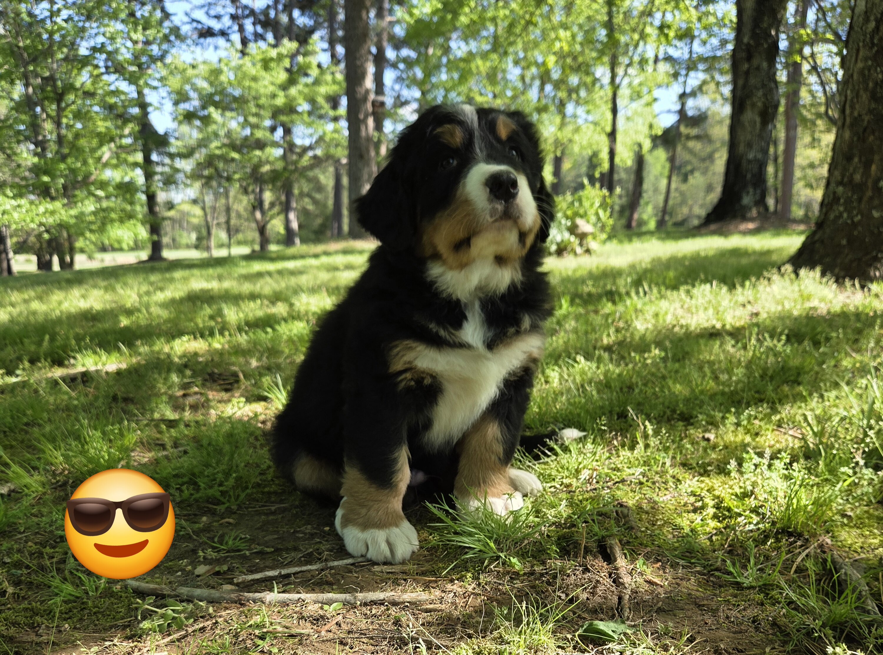 AMELIA'S BERNESE MOUNTAIN DOG PUPPIES image 4