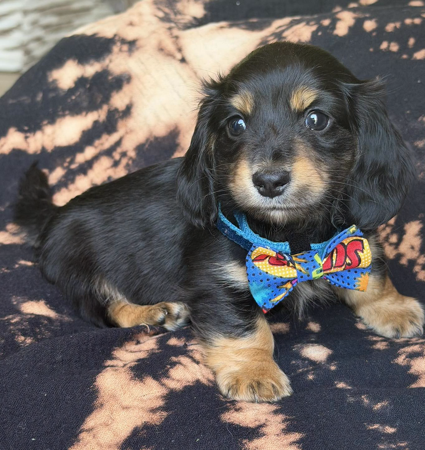 Dog image 1