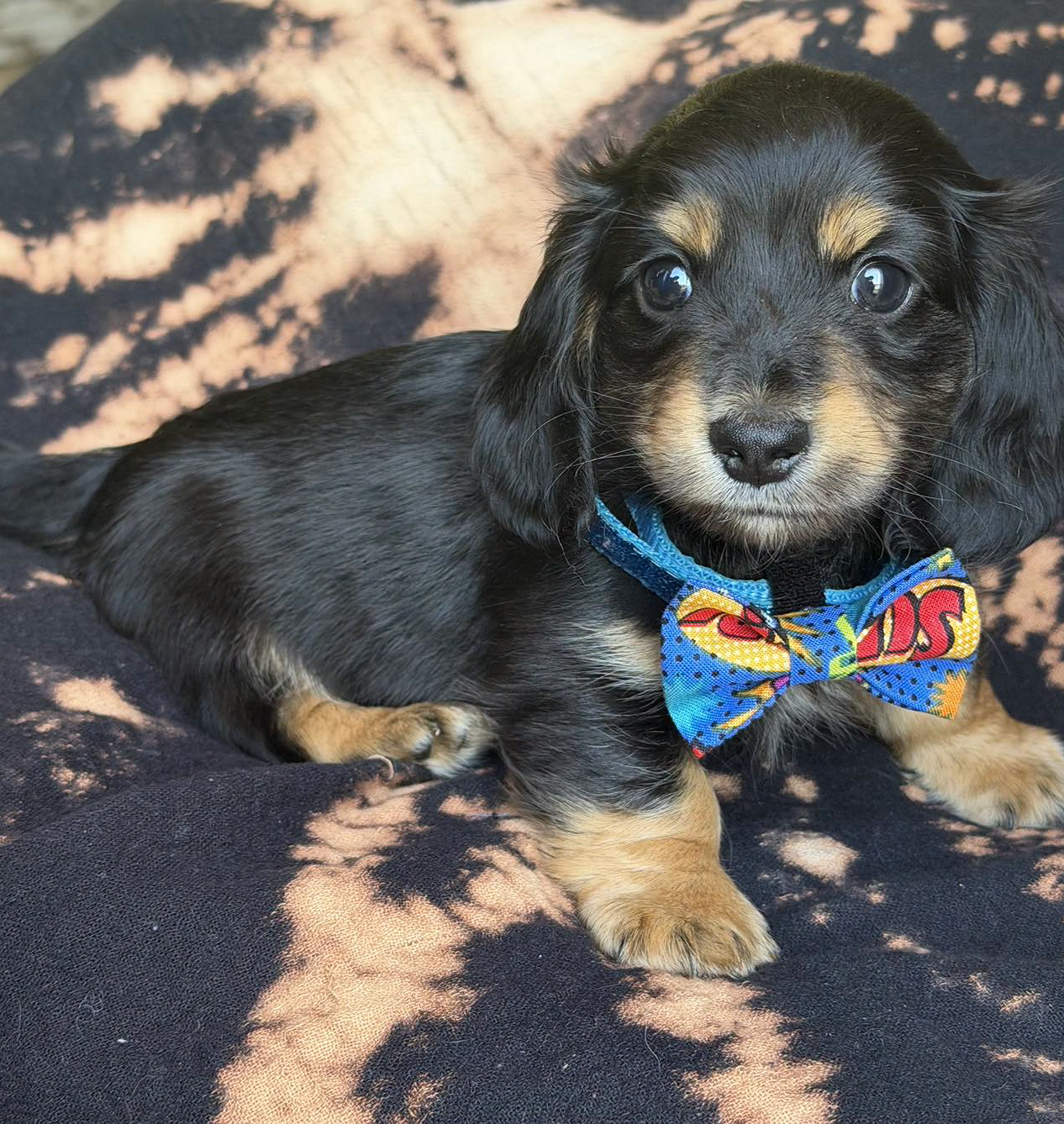 Dog image 2