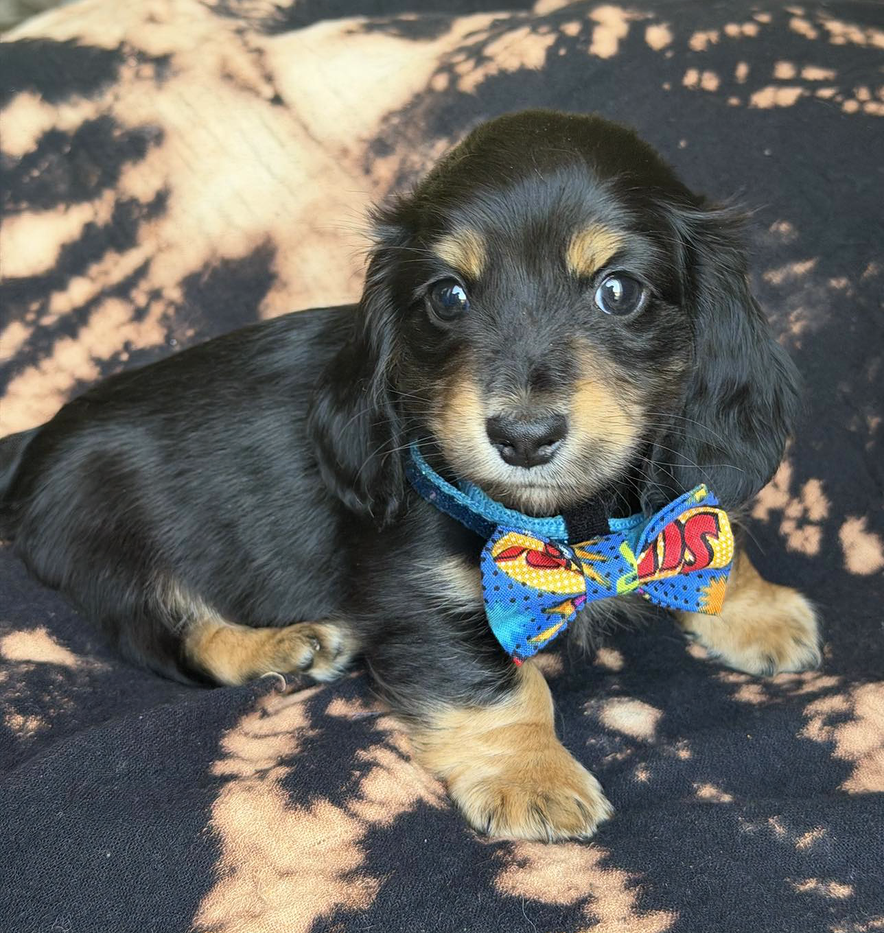 Dog image 3