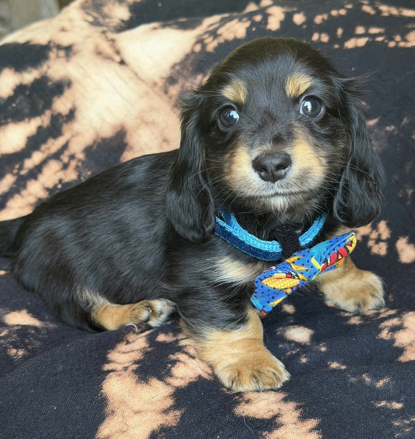 Dog image 4