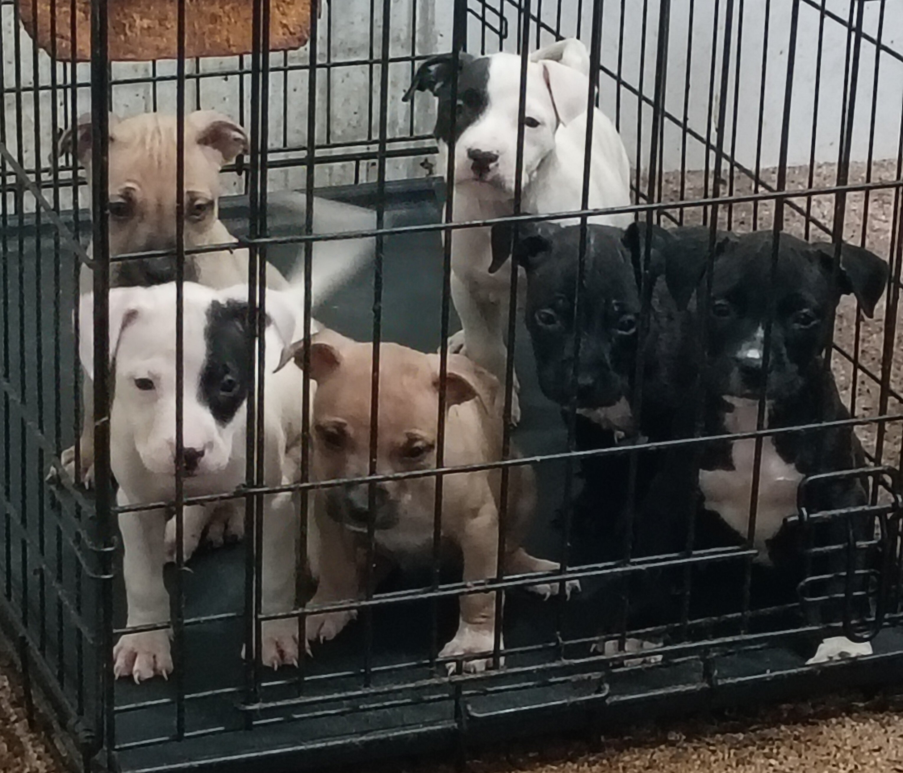 APBT: 2 males 2 Females Available image 1